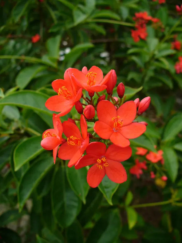 Peregrina (Jatropha Integerrima) — Note: its sap is toxic if ingested; provide an attractive backdrop for the star of the show - the small yet, image 56