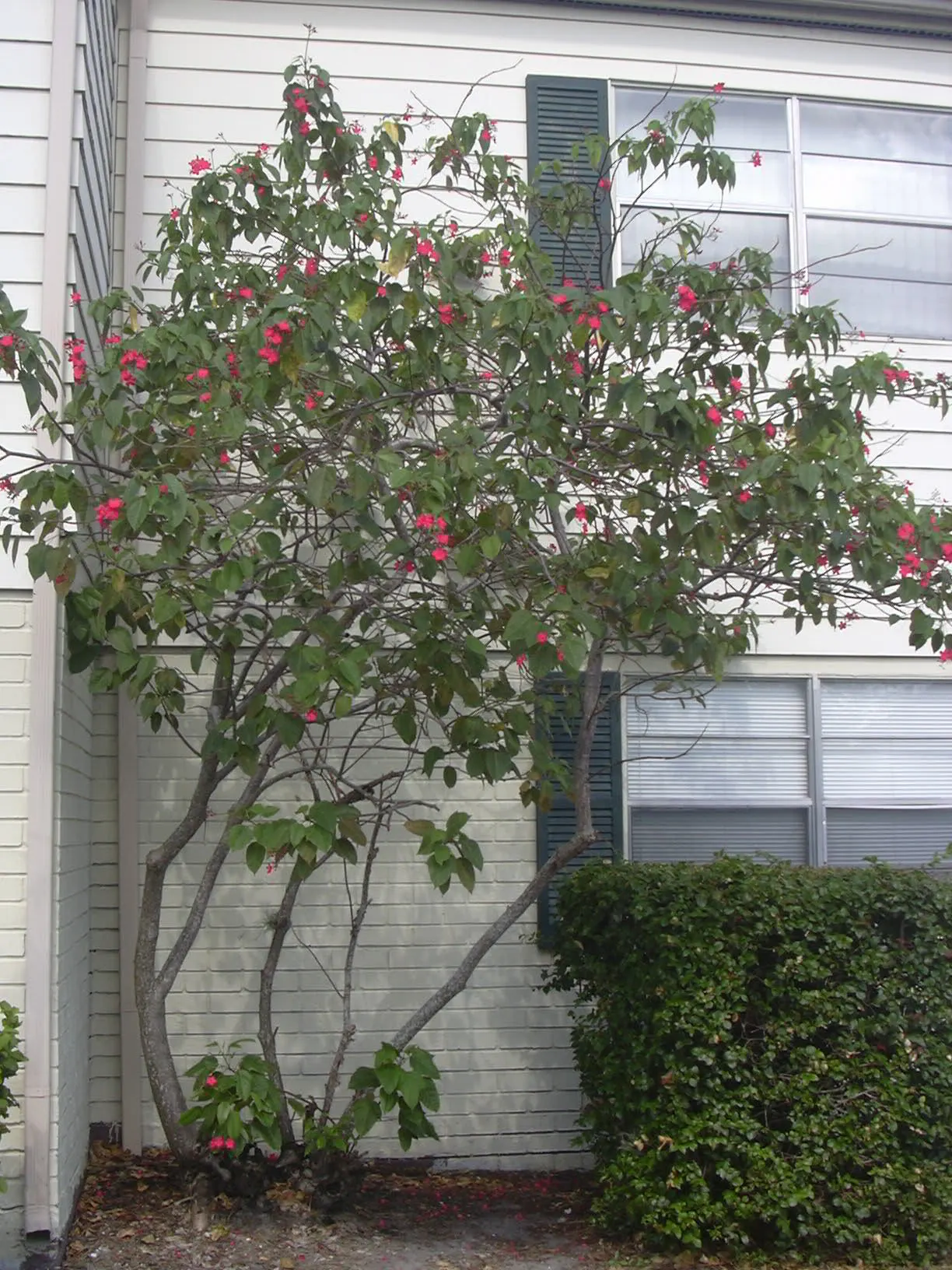 Peregrina (Jatropha Integerrima) — making it a favored choice for ornamental gardens in warmer climates; typically reaching heights of 5 to 8 feet with a