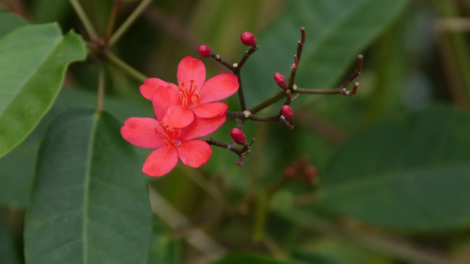 Peregrina (Jatropha Integerrima) — Note: its sap is toxic if ingested; provide an attractive backdrop for the star of the show - the small yet, image 131