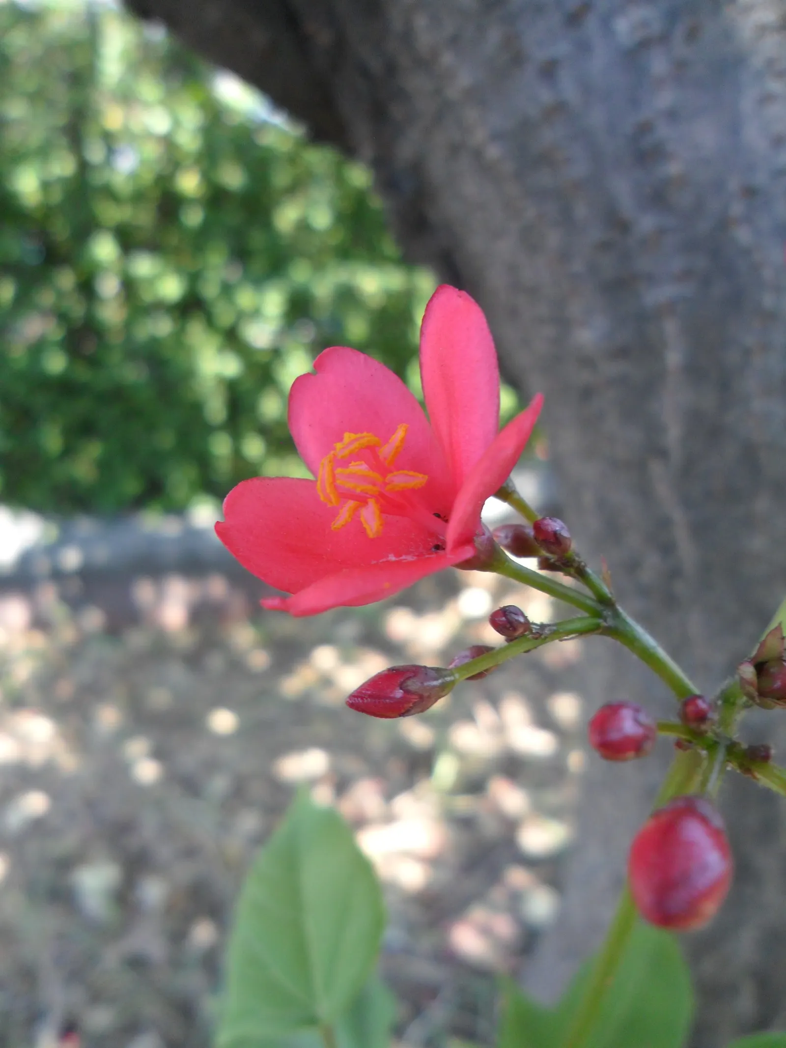 Peregrina (Jatropha Integerrima) — rounded form that can be kept more compact through regular pruning.<br><br>Its glossy; note: its sap is toxic if, image 112