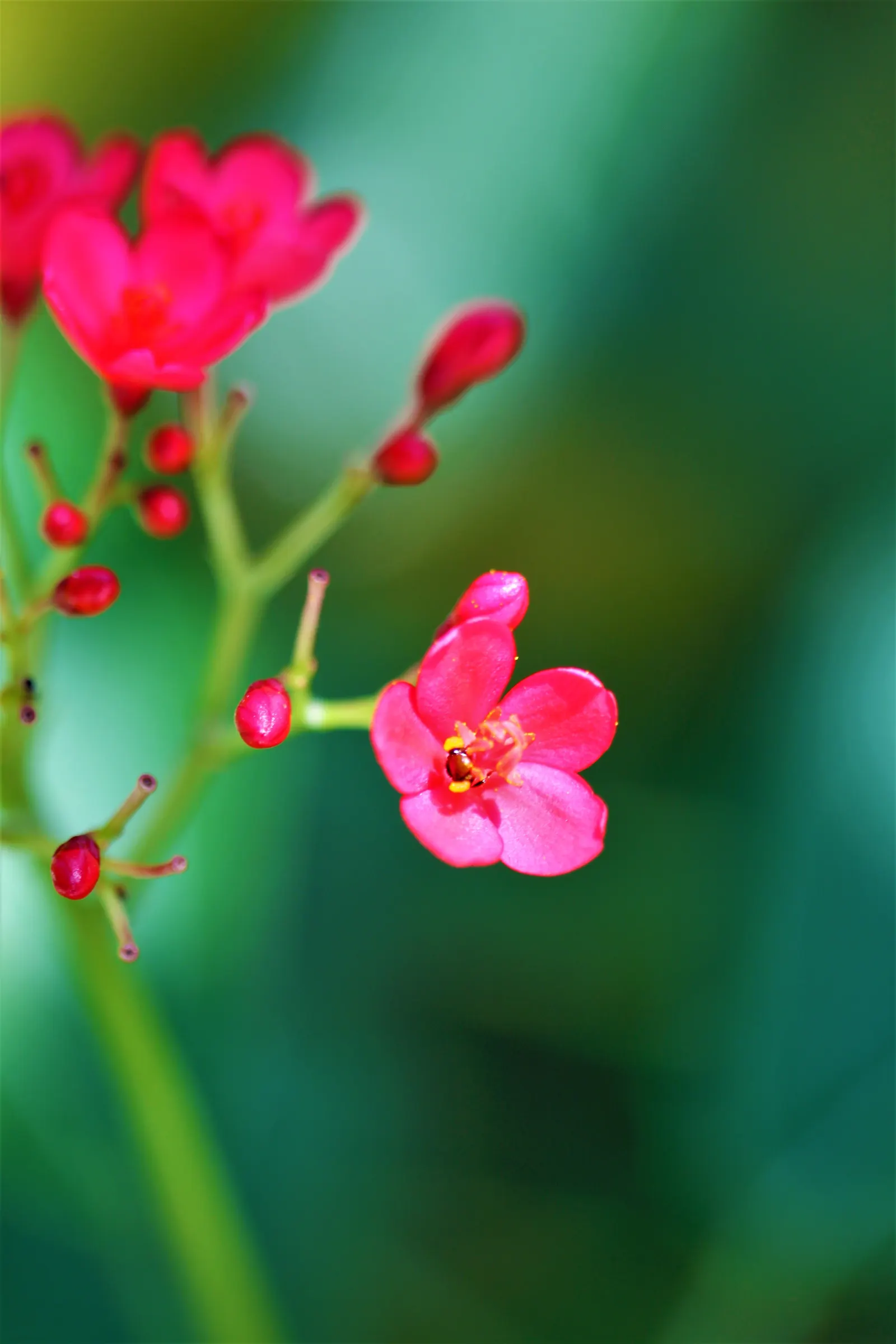 Peregrina (Jatropha Integerrima) — Peregrina displays a densely branched