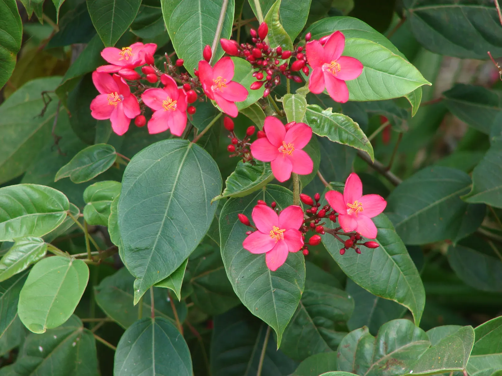 Peregrina (Jatropha Integerrima) — shrub with red blooms; these blooms appear year-round but are especially profuse during the summer months, image 99