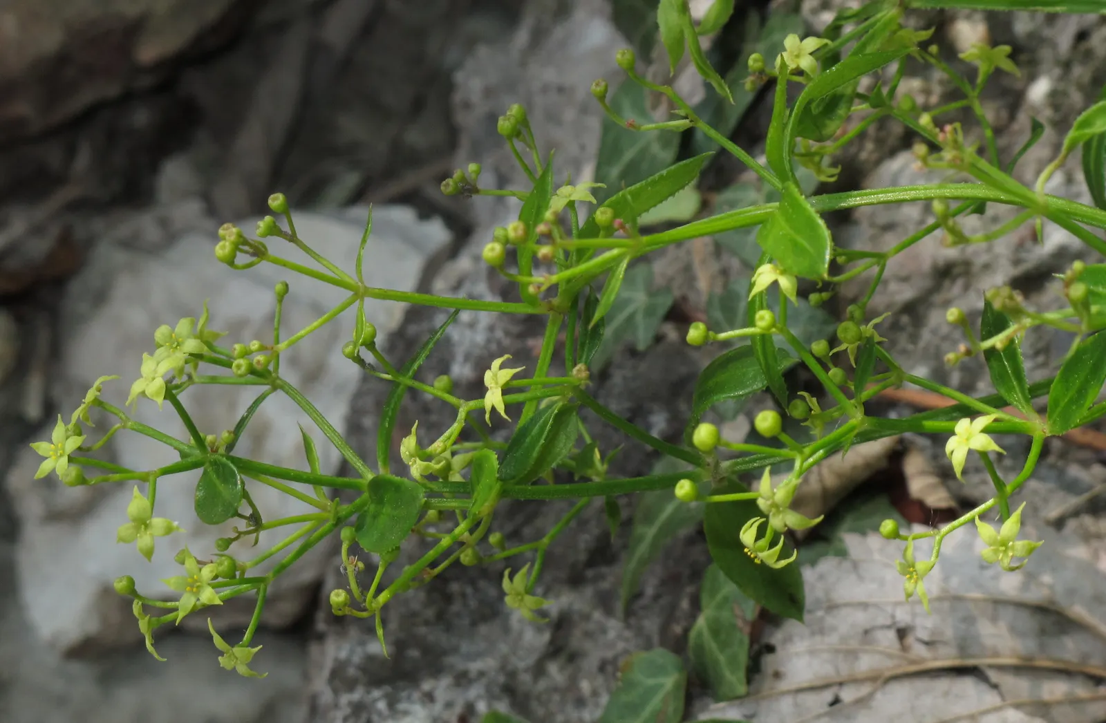 Peregrina (Jatropha Integerrima) — red flowers in the garden; renowned for its vibrant floral display and its ease of care, image 98