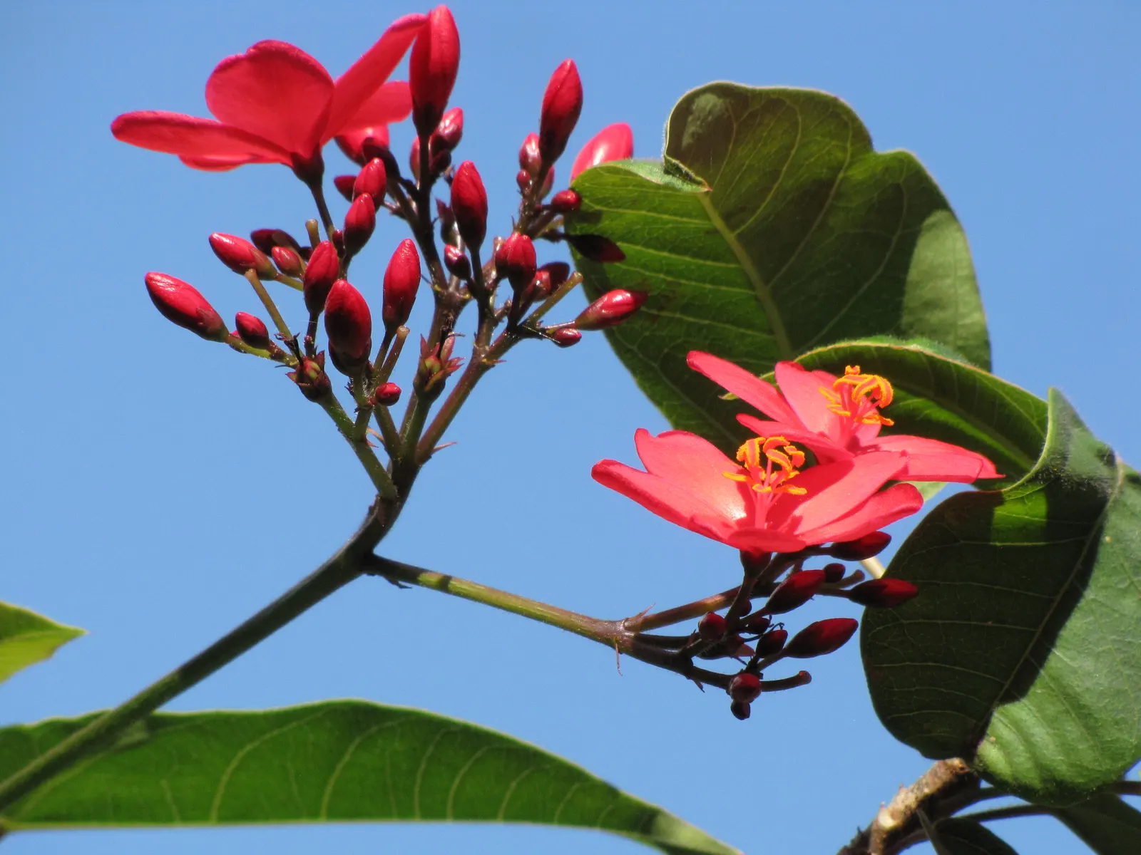 Peregrina (Jatropha Integerrima) — Situate these plants in USDA hardiness zones 10 to 11 for best performance; drought-tolerant once established, image 144