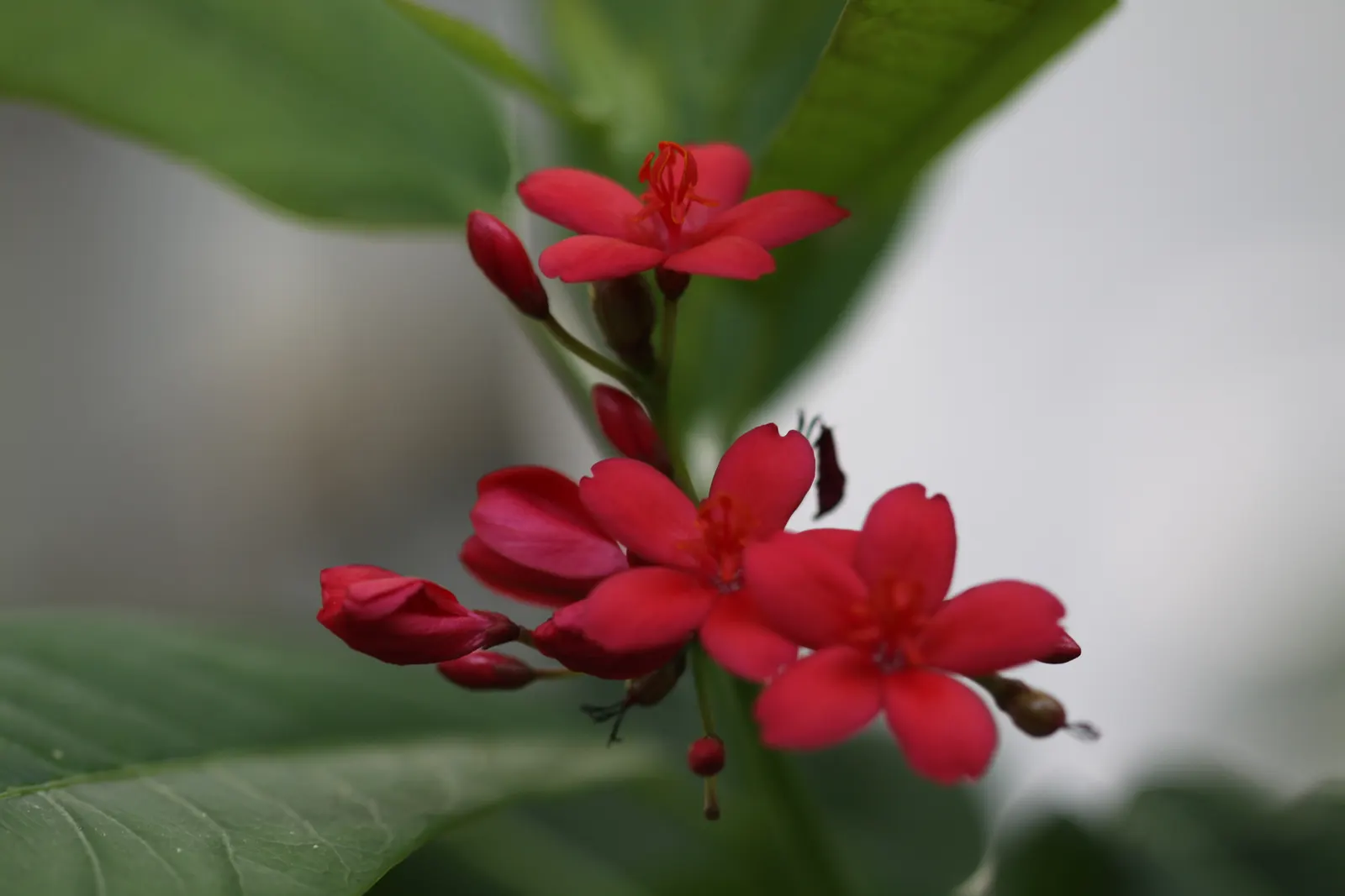 Peregrina (Jatropha Integerrima) — Typically reaching heights of 5 to 8 feet with a spread of equally 5 to 8 feet when mature; it is moderately, image 60