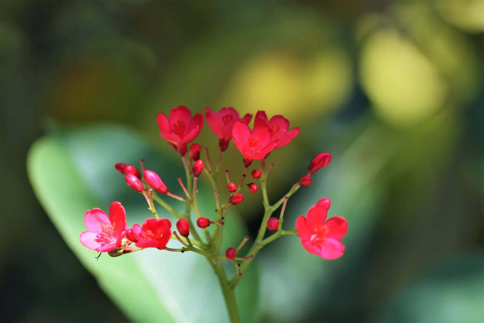 Peregrina (Jatropha Integerrima) — pointed leaves and clusters of bright red; peregrina displays a densely branched, image 127