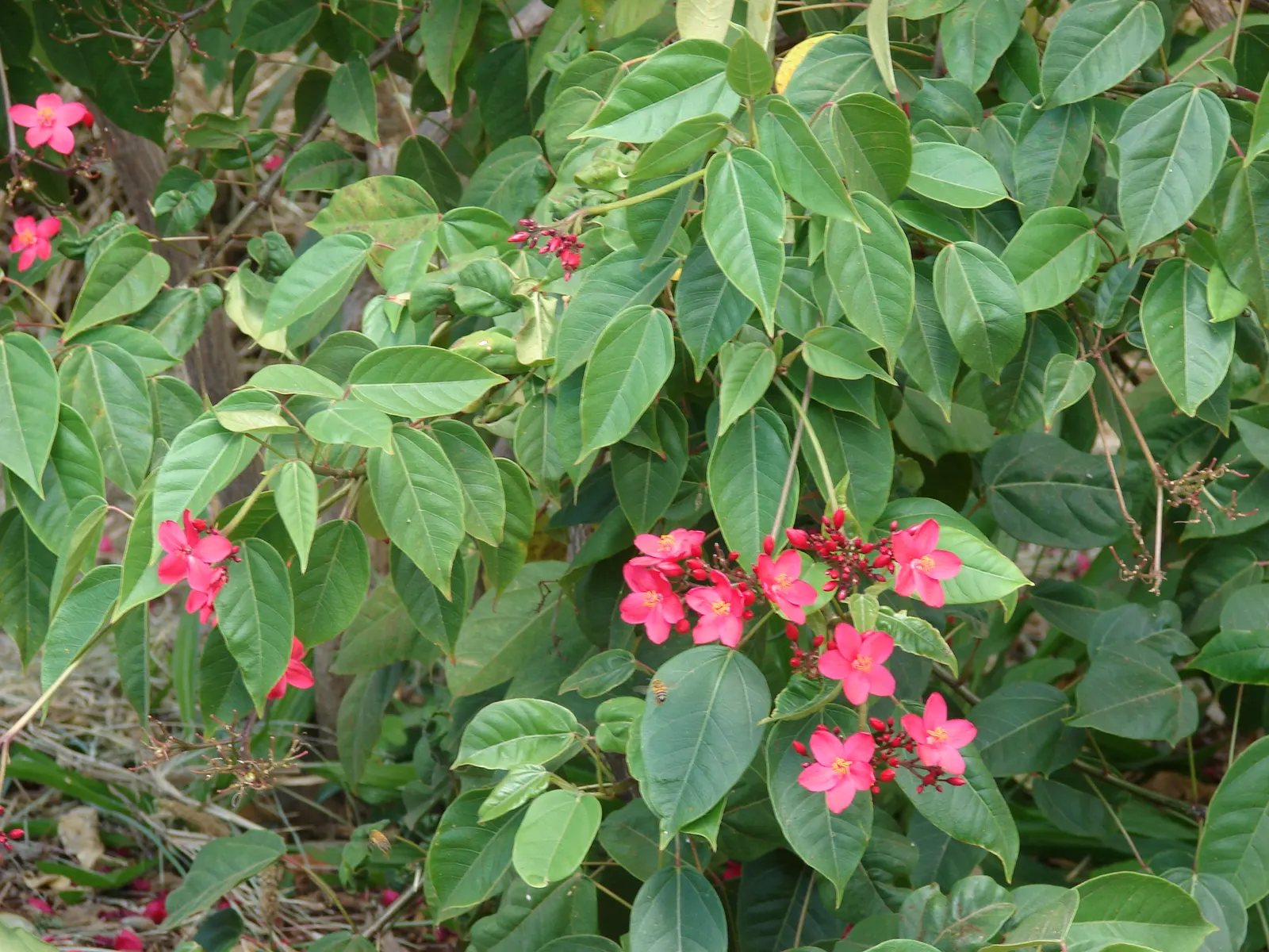 Peregrina (Jatropha Integerrima) — it should be positioned away from areas frequented by pets and children; situate these plants in USDA hardiness, image 96