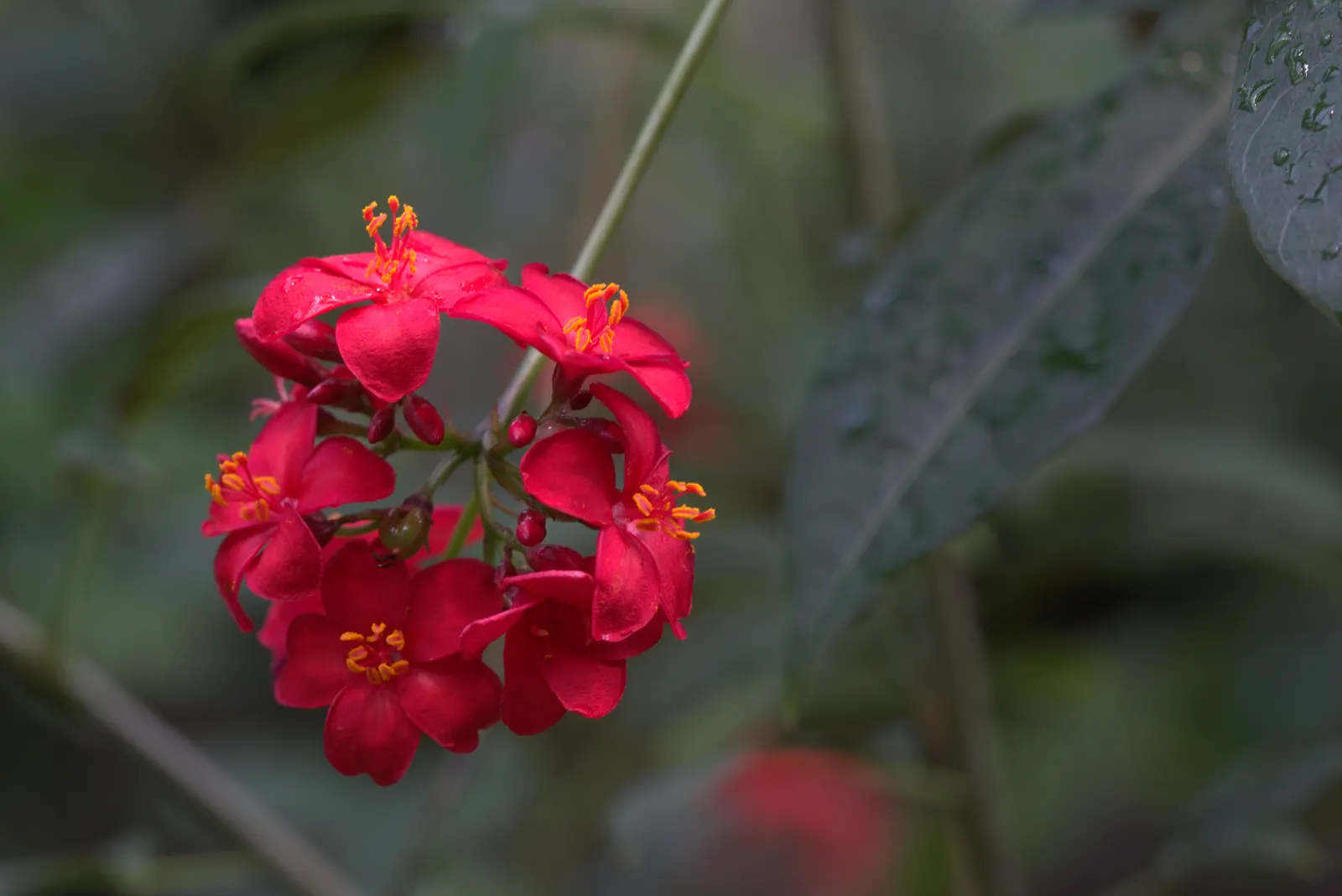 Peregrina (Jatropha Integerrima) — red flowers in the garden; renowned for its vibrant floral display and its ease of care