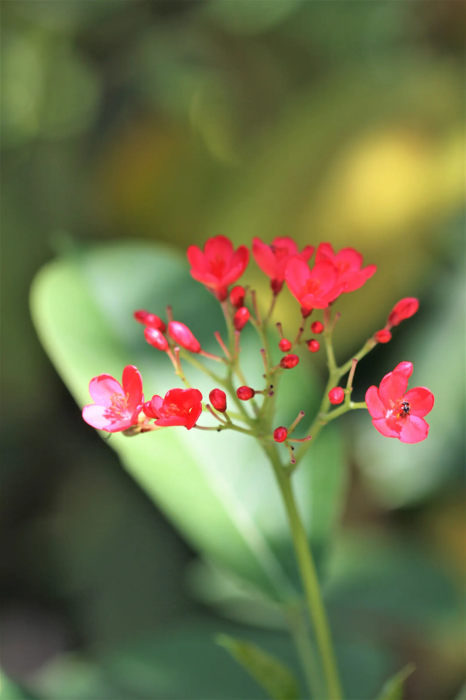 Peregrina (Jatropha Integerrima) — renowned for its vibrant floral display and its ease of care