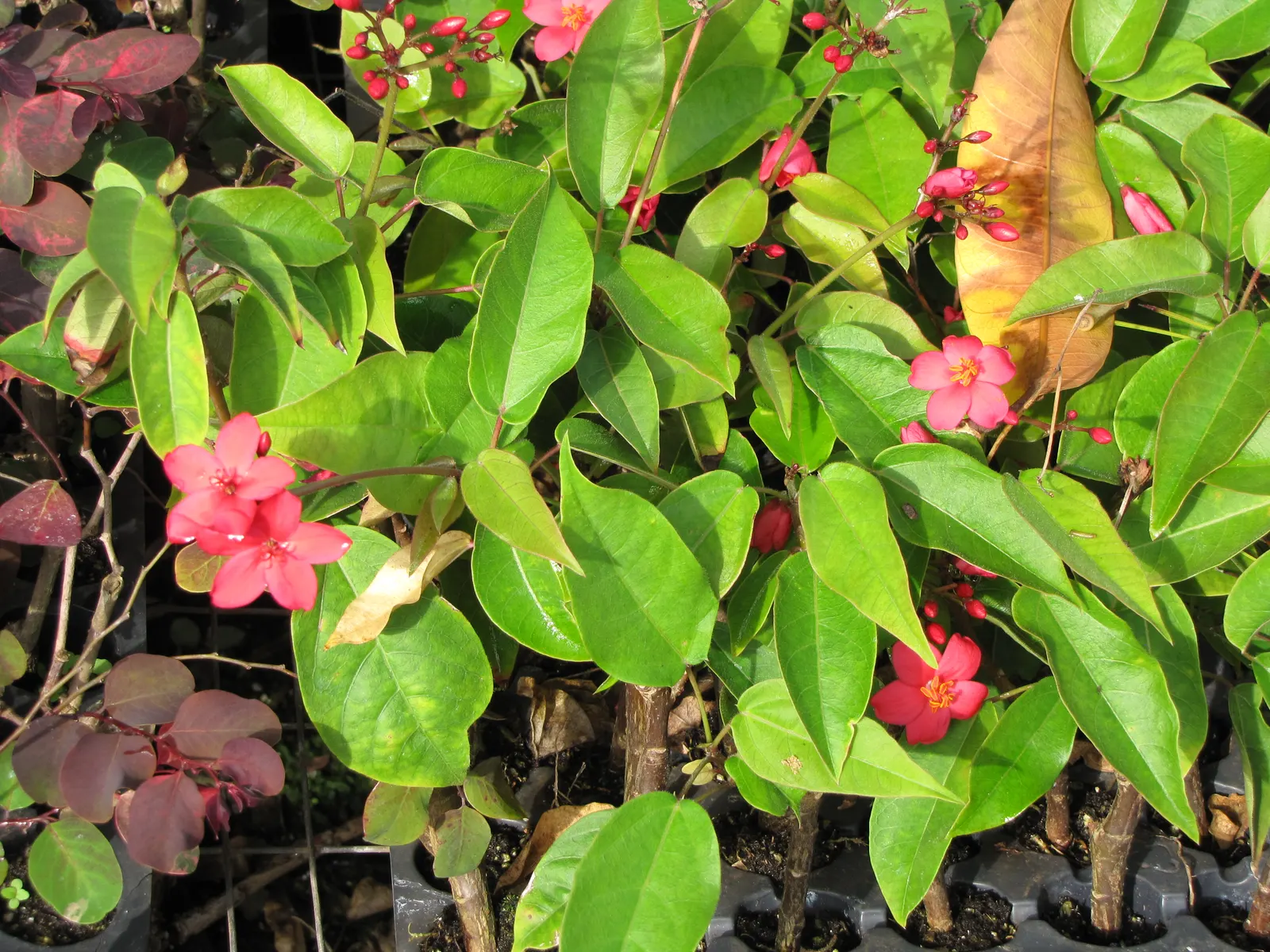 Peregrina (Jatropha Integerrima) — it's essential to note its preference for full sun to partial shade and well-draining soil; making it a favored, image 66