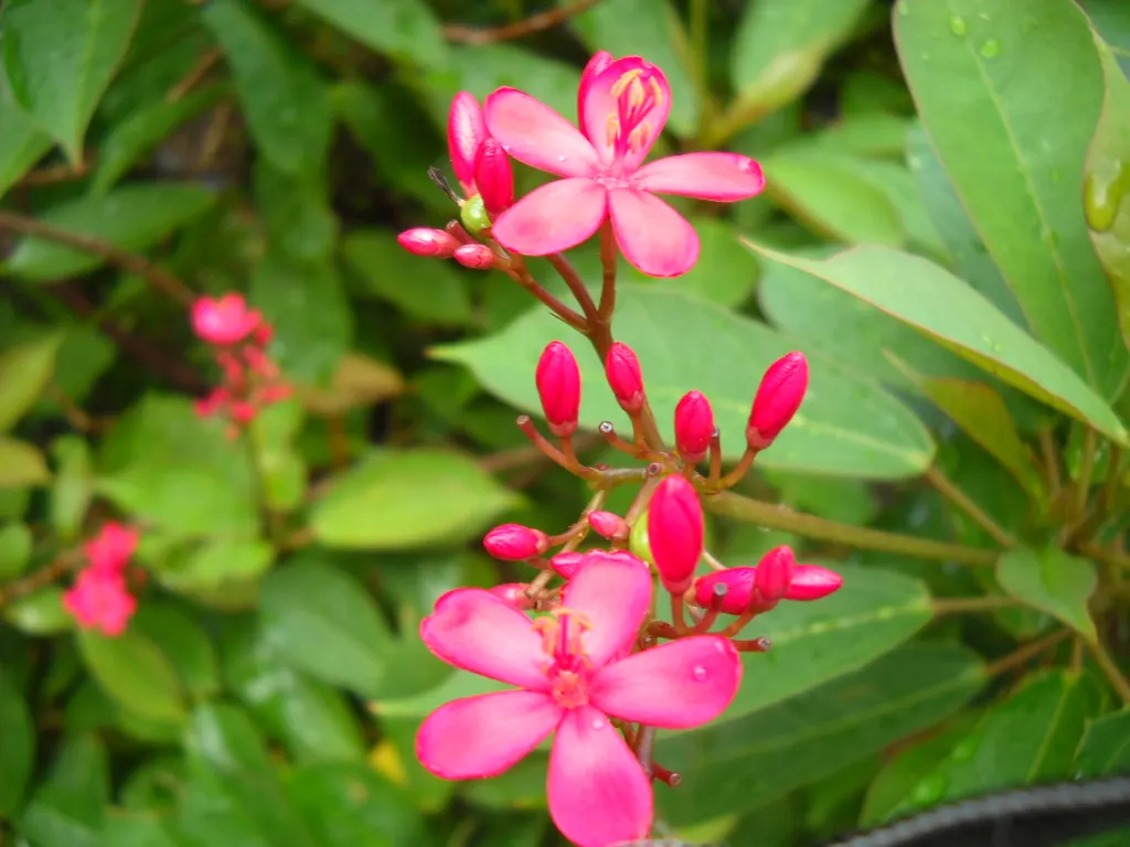 Peregrina (Jatropha Integerrima) — provide an attractive backdrop for the star of the show - the small yet striking star-shaped red flowers; peregrina contains
