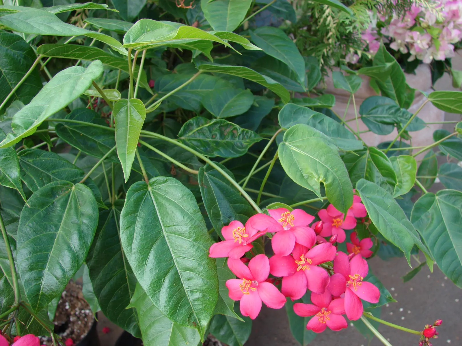 Peregrina (Jatropha Integerrima) — but requires regular watering during its growing seasons for optimal growth and flowering; red flowers in the, image 143