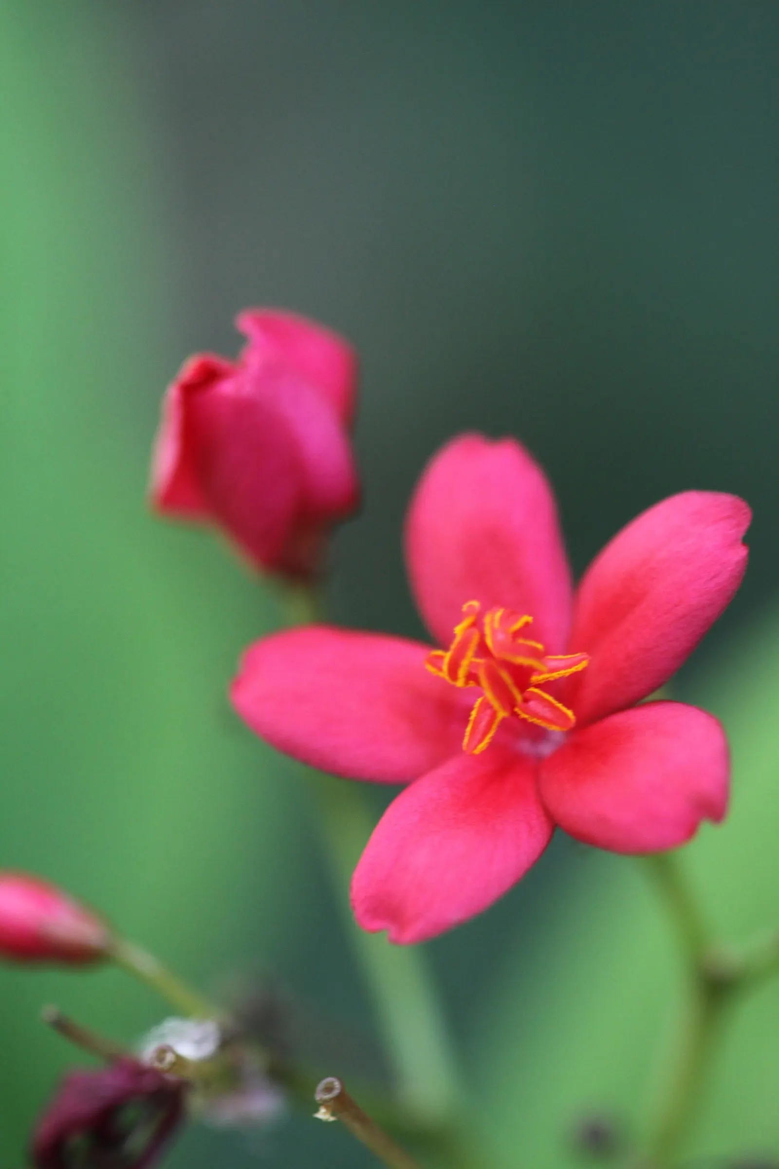 Peregrina (Jatropha Integerrima) — It is moderately drought-tolerant once established; it's essential to note its preference for full sun to, image 117