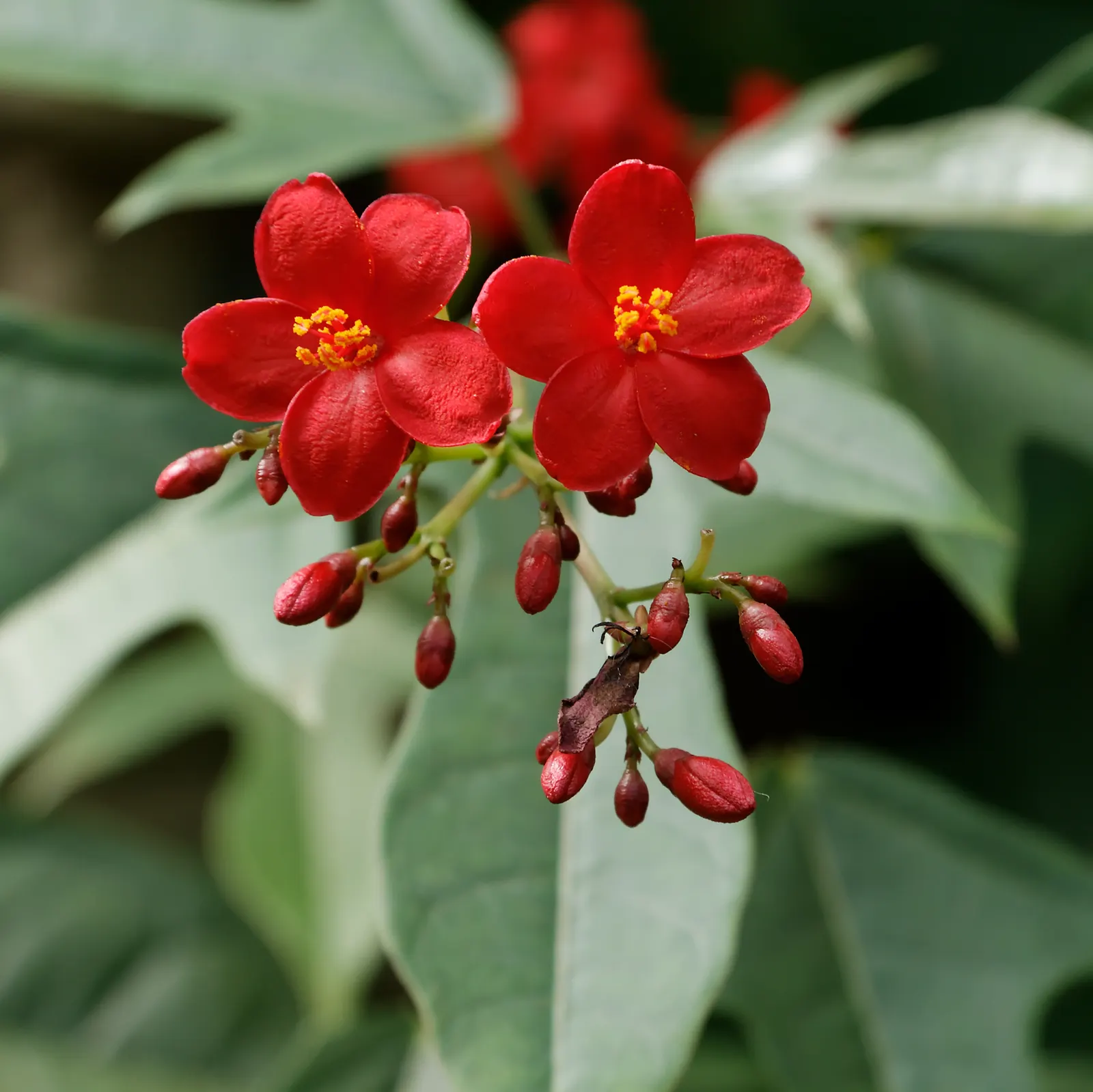 Peregrina (Jatropha Integerrima) — Drought-tolerant once established, it requires minimal maintenance; is an evergreen shrub native to Cuba and the, image 105