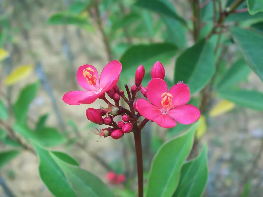 Peregrina (Jatropha Integerrima) — Peregrina can serve as a captivating accent plant or hedging specimen within a garden design; peregrina (Jatropha, image 147