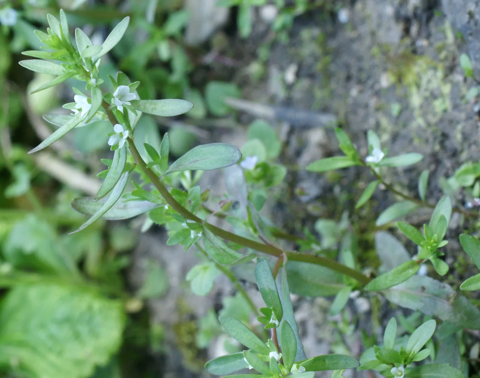Peregrina (Jatropha Integerrima) — It is moderately drought-tolerant once established; it's essential to note its preference for full sun to, image 67