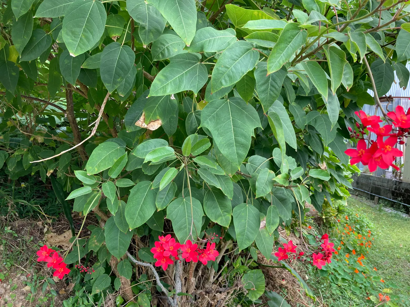 Peregrina (Jatropha Integerrima) — Peregrina (Jatropha integerrima) is a vibrant tropical shrub reaching heights of 5-8 ft; preferring full sun and, image 126