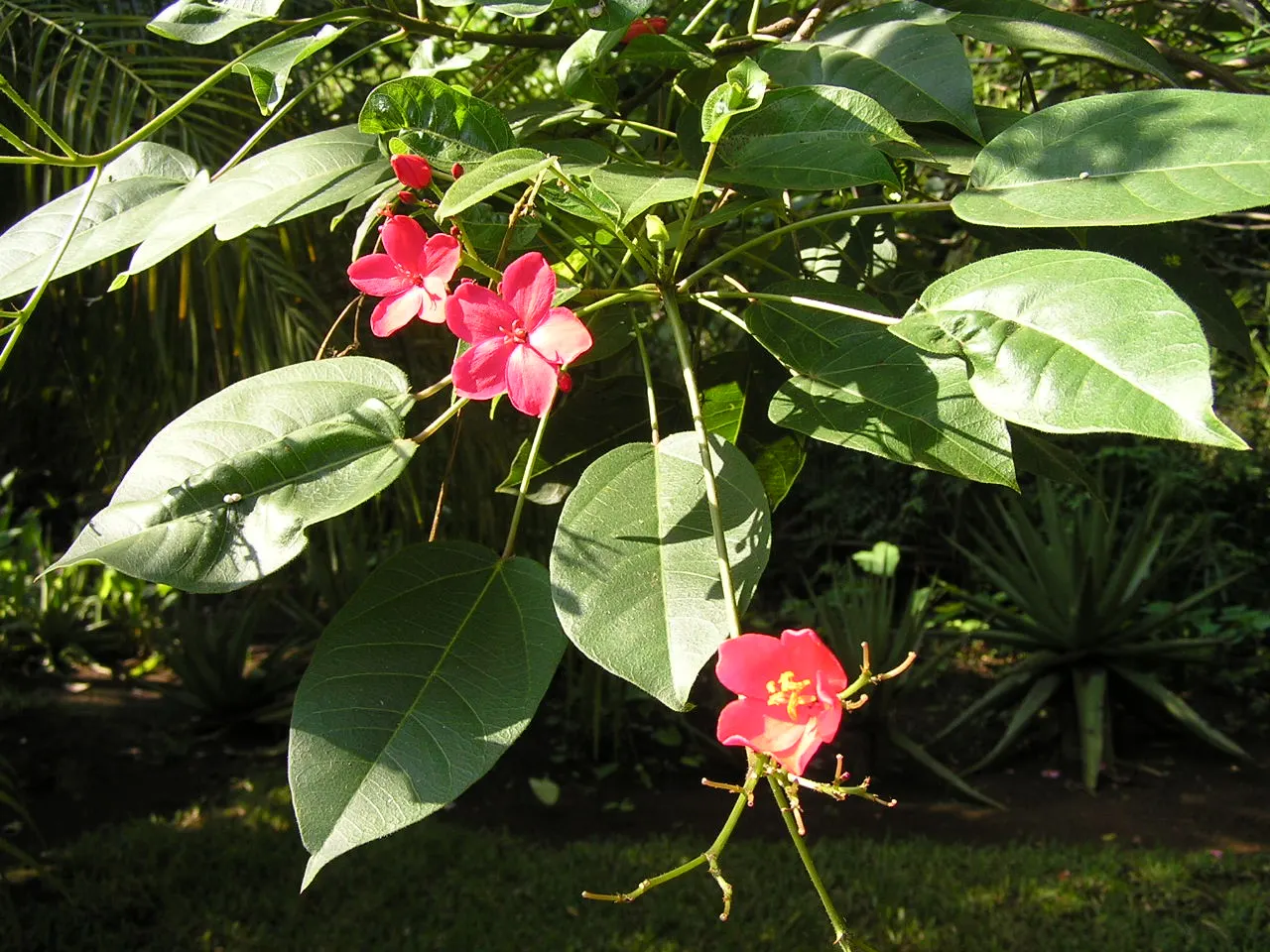 Peregrina (Jatropha Integerrima) — rounded form that can be kept more compact through regular pruning.<br><br>Its glossy; note: its sap is toxic if, image 87