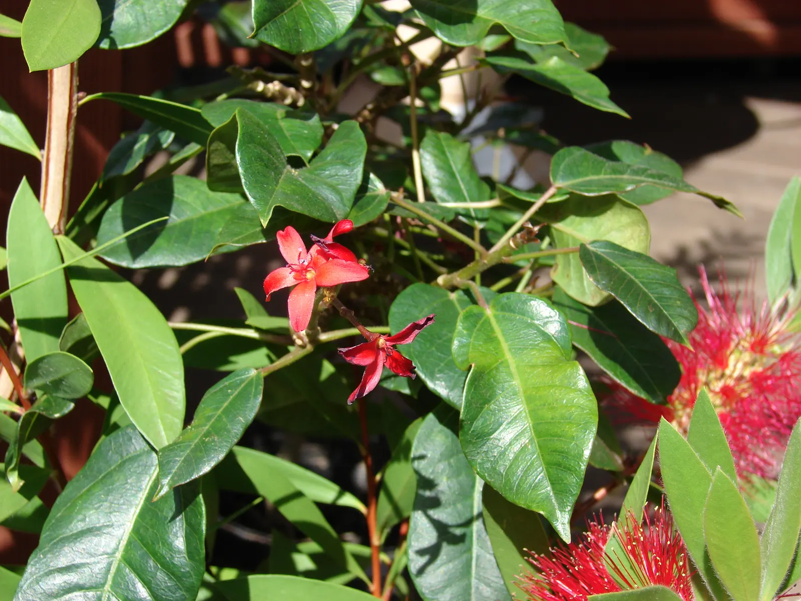 Peregrina (Jatropha Integerrima) — which are lobed or ovate in shape, image 88