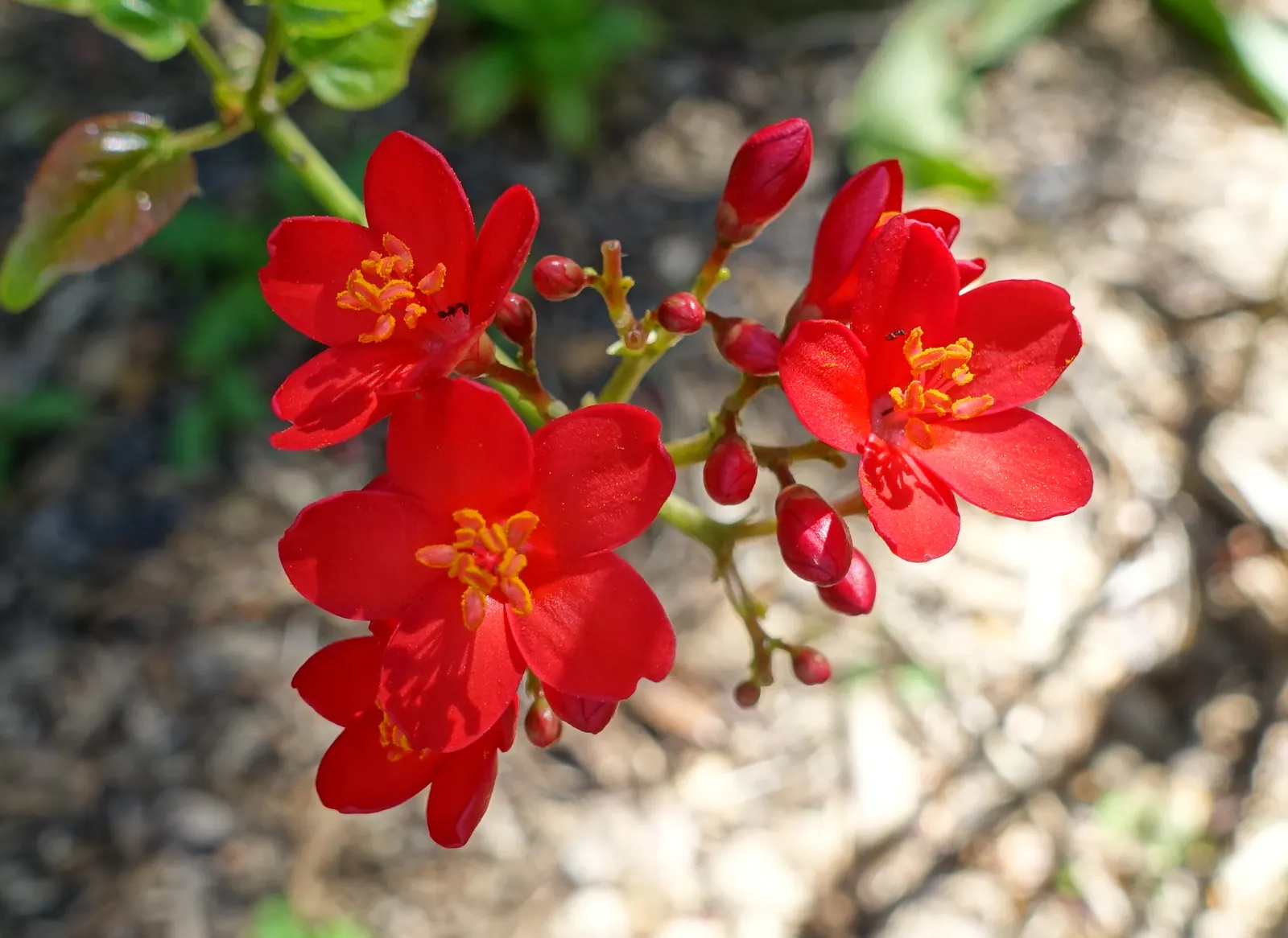 Peregrina (Jatropha Integerrima) — pointed leaves and clusters of bright red; peregrina displays a densely branched, image 52