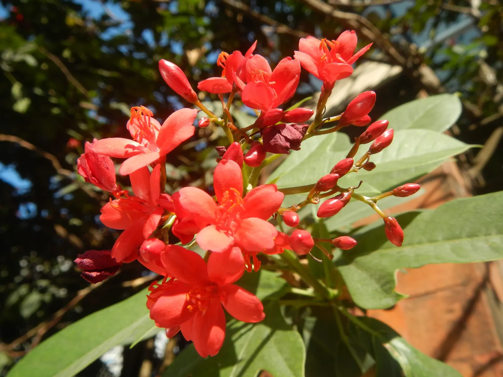 Peregrina (Jatropha Integerrima) — but requires regular watering during its growing seasons for optimal growth and flowering
