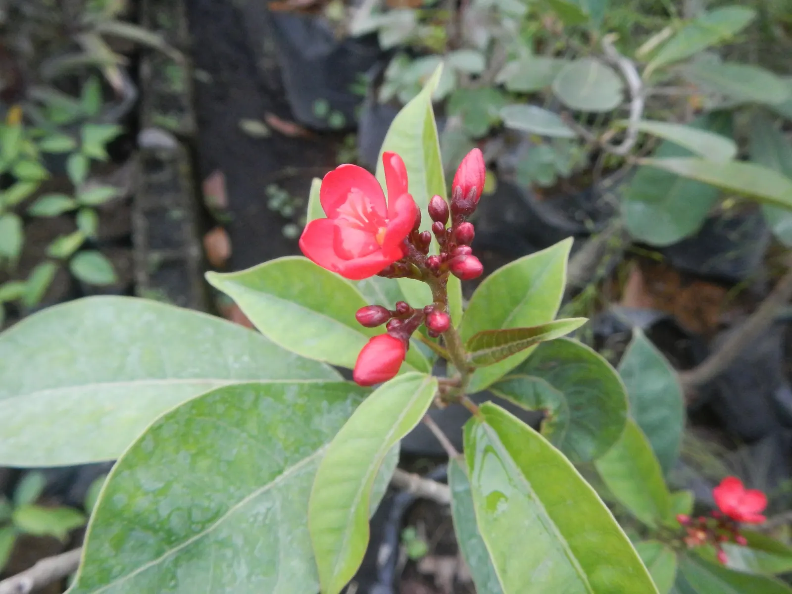 Peregrina (Jatropha Integerrima) — renowned for its vibrant floral display and its ease of care; it blooms year-round in warm climates