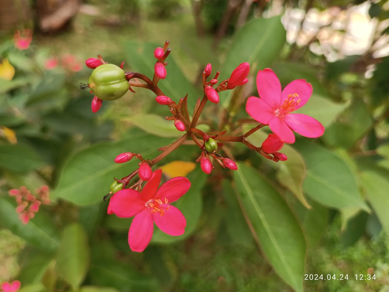 Peregrina (Jatropha Integerrima) — Peregrina (Jatropha integerrima) is a vibrant tropical shrub reaching heights of 5-8 ft