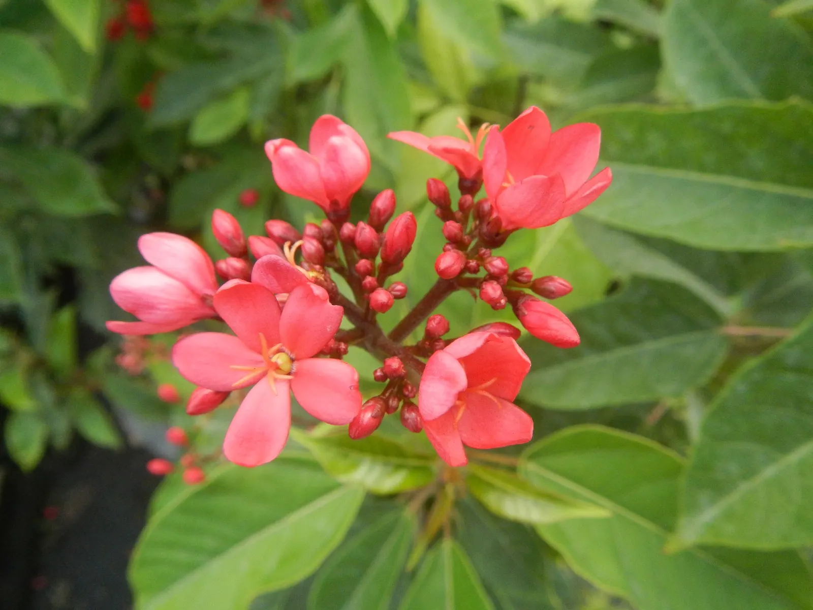 Peregrina (Jatropha Integerrima) — is an evergreen shrub native to Cuba and the West Indies