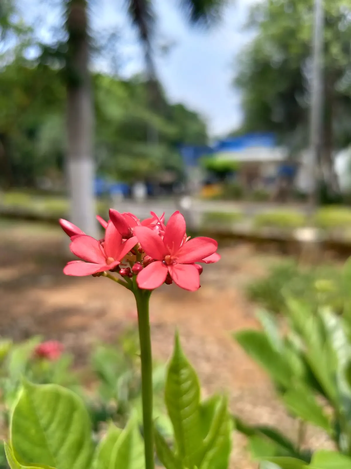 Peregrina (Jatropha Integerrima) — These blooms appear year-round but are especially profuse during the summer months; pointed leaves and clusters, image 65