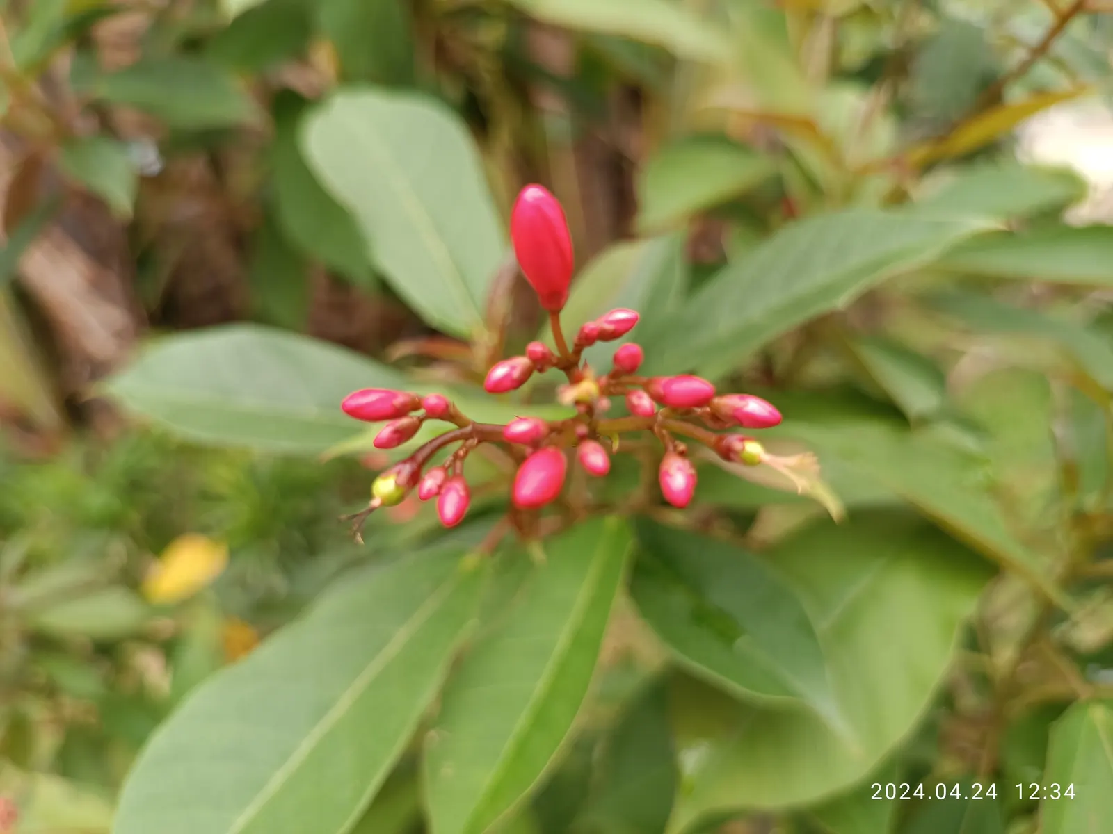 Peregrina (Jatropha Integerrima) — Drought-tolerant once established, it requires minimal maintenance; is an evergreen shrub native to Cuba and the West Indies