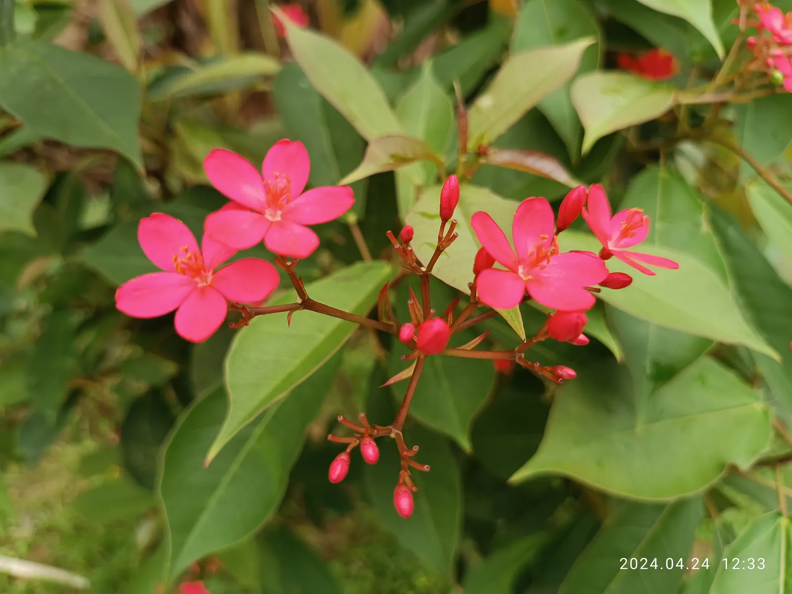 Peregrina (Jatropha Integerrima) — shrub with red blooms; these blooms appear year-round but are especially profuse during the summer months