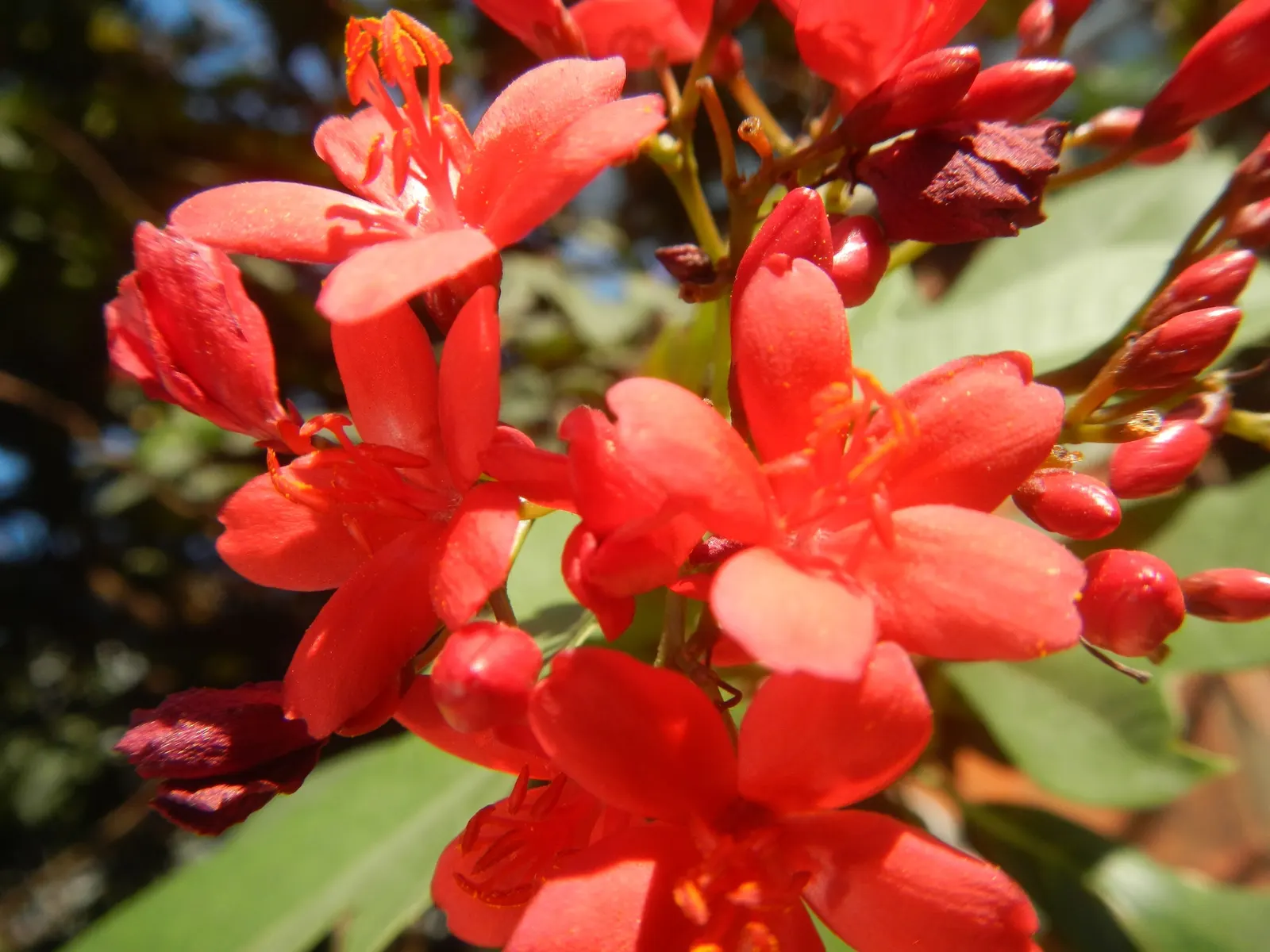 Peregrina (Jatropha Integerrima) — Drought-tolerant once established, it requires minimal maintenance