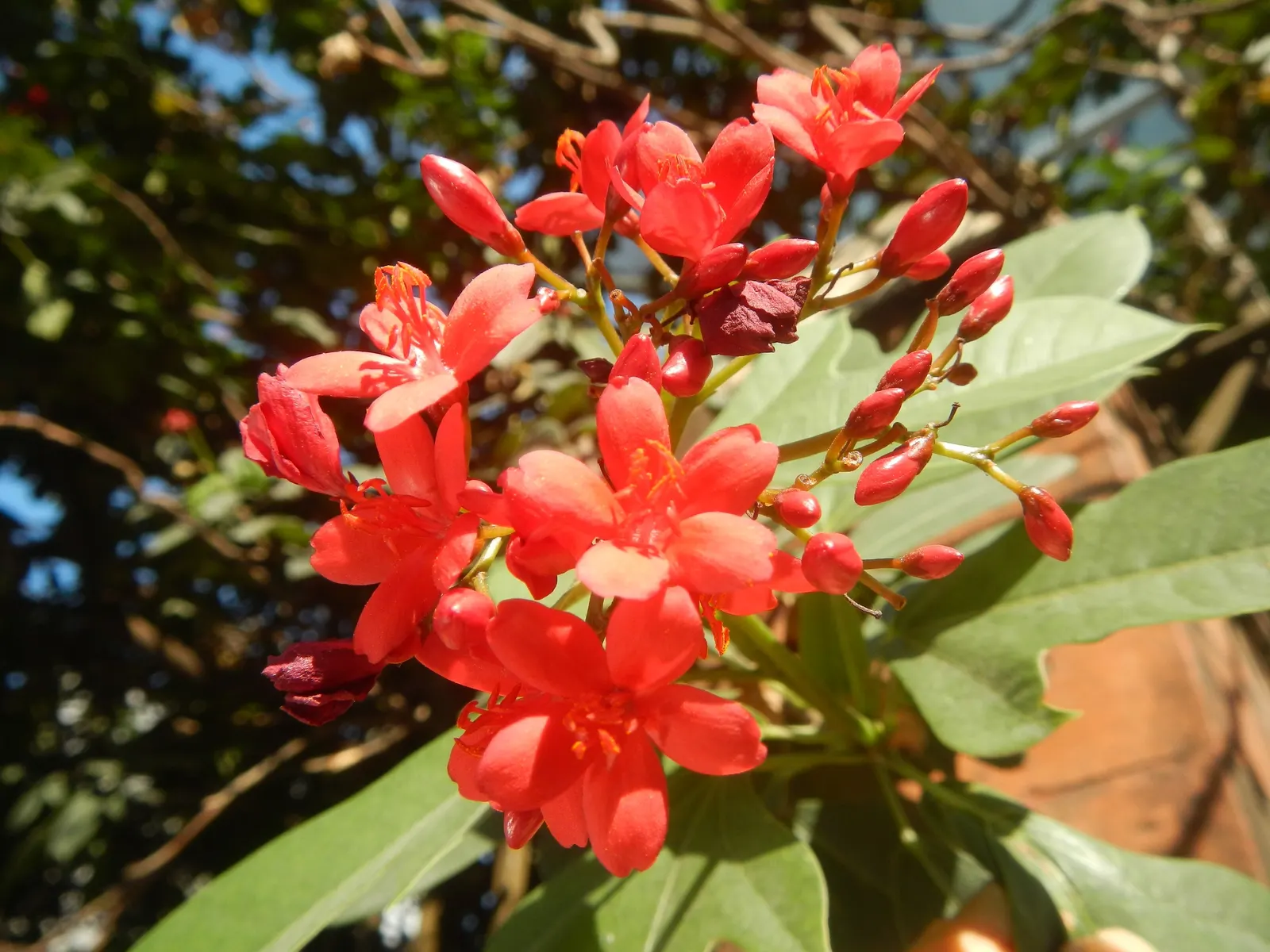 Peregrina (Jatropha Integerrima) — it should be positioned away from areas frequented by pets and children