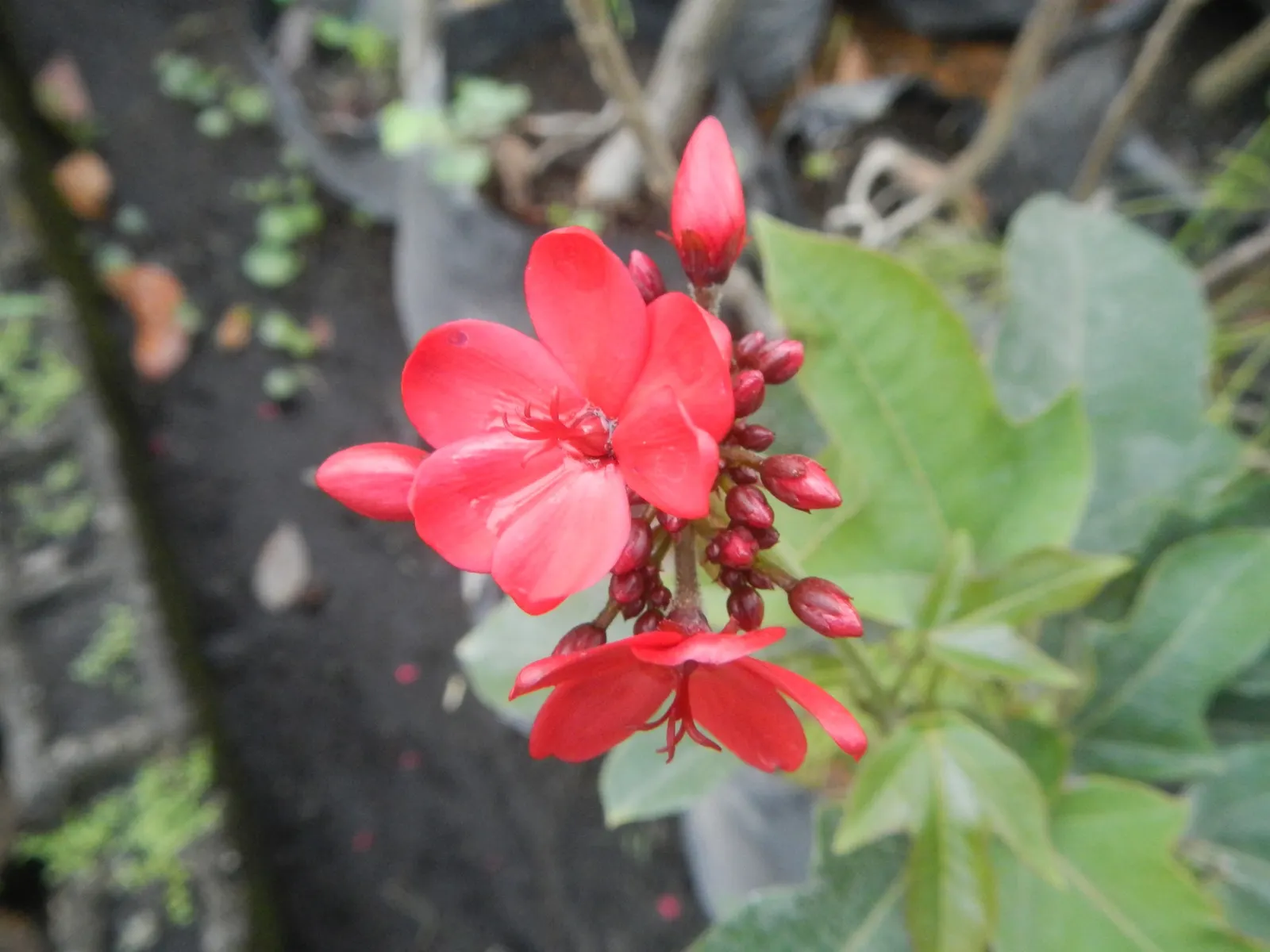 Peregrina (Jatropha Integerrima) — These blooms appear year-round but are especially profuse during the summer months; pointed leaves and clusters of bright red