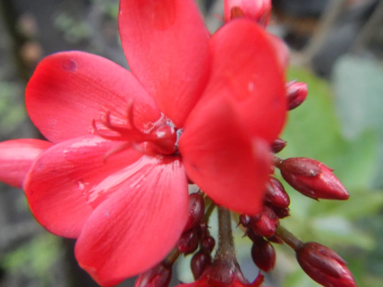 Peregrina (Jatropha Integerrima) — provide an attractive backdrop for the star of the show - the small yet striking star-shaped red flowers