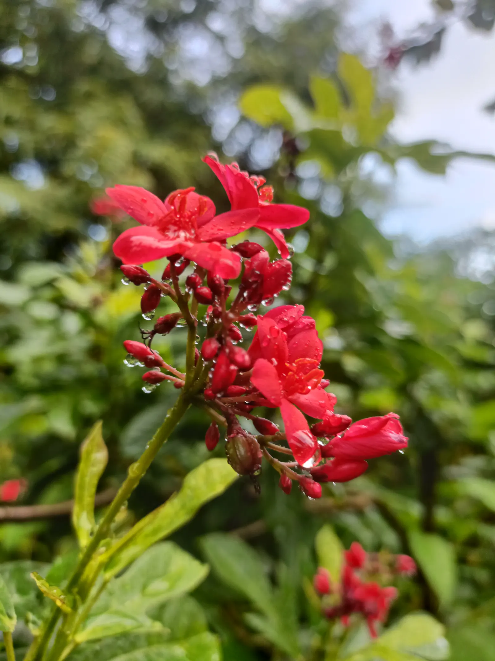 Peregrina (Jatropha Integerrima) — renowned for its vibrant floral display and its ease of care; it blooms year-round in warm climates, image 108