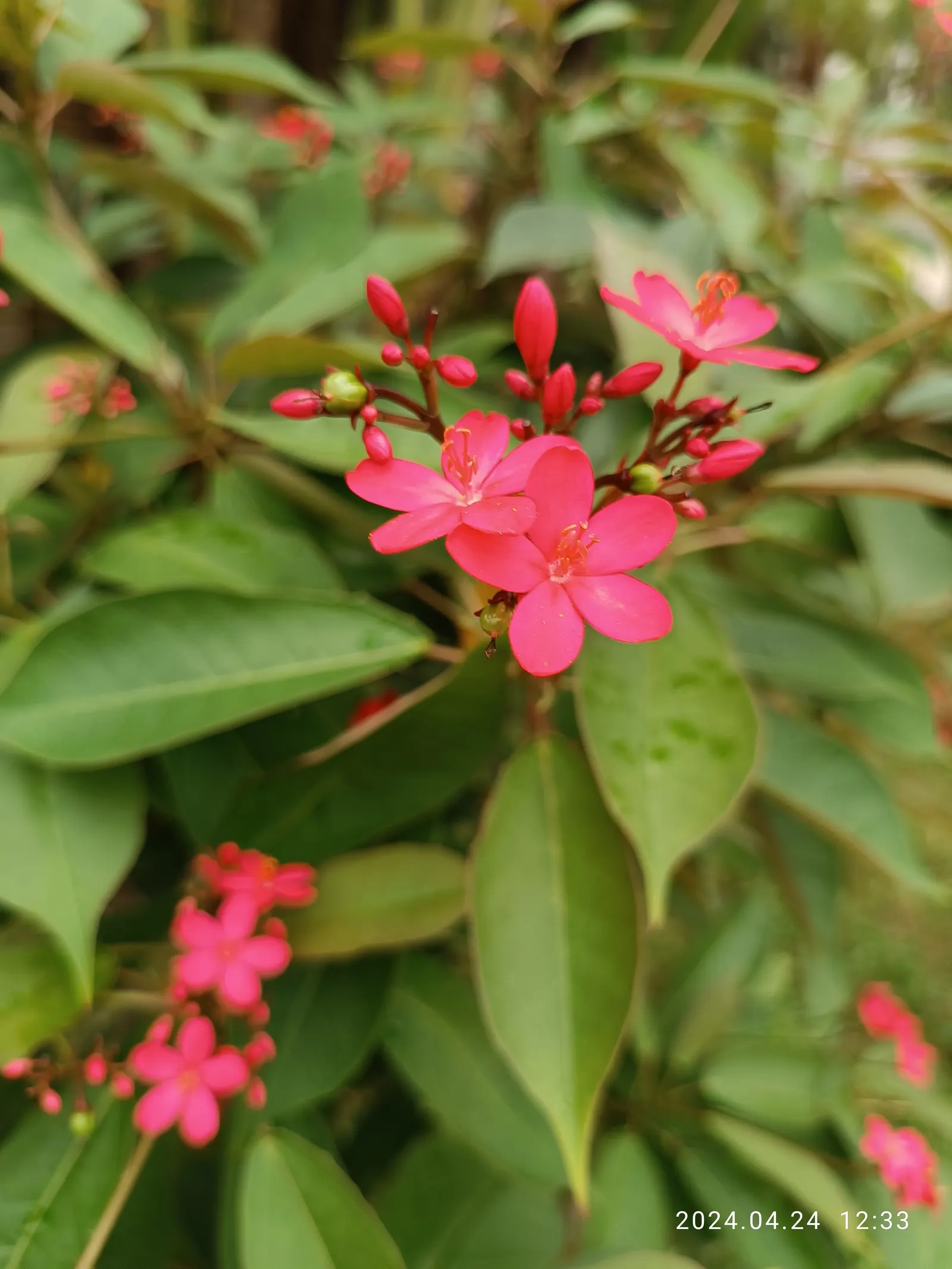 Peregrina (Jatropha Integerrima) — Peregrina (Jatropha integerrima) is a vibrant tropical shrub reaching heights of 5-8 ft; preferring full sun and
