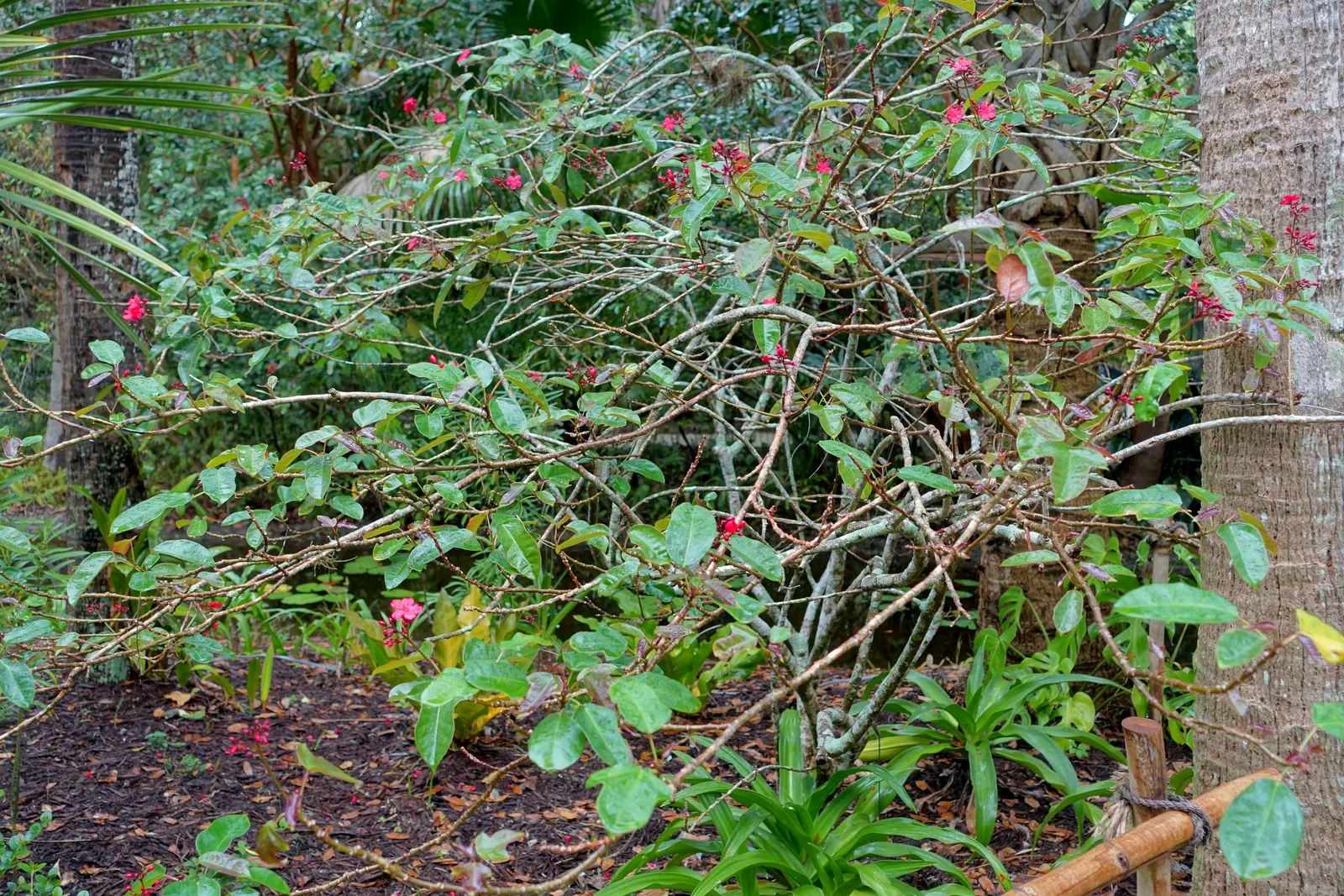 Peregrina (Jatropha Integerrima) — shrub for full; peregrina can serve as a captivating accent plant or hedging specimen within a garden design, image 75