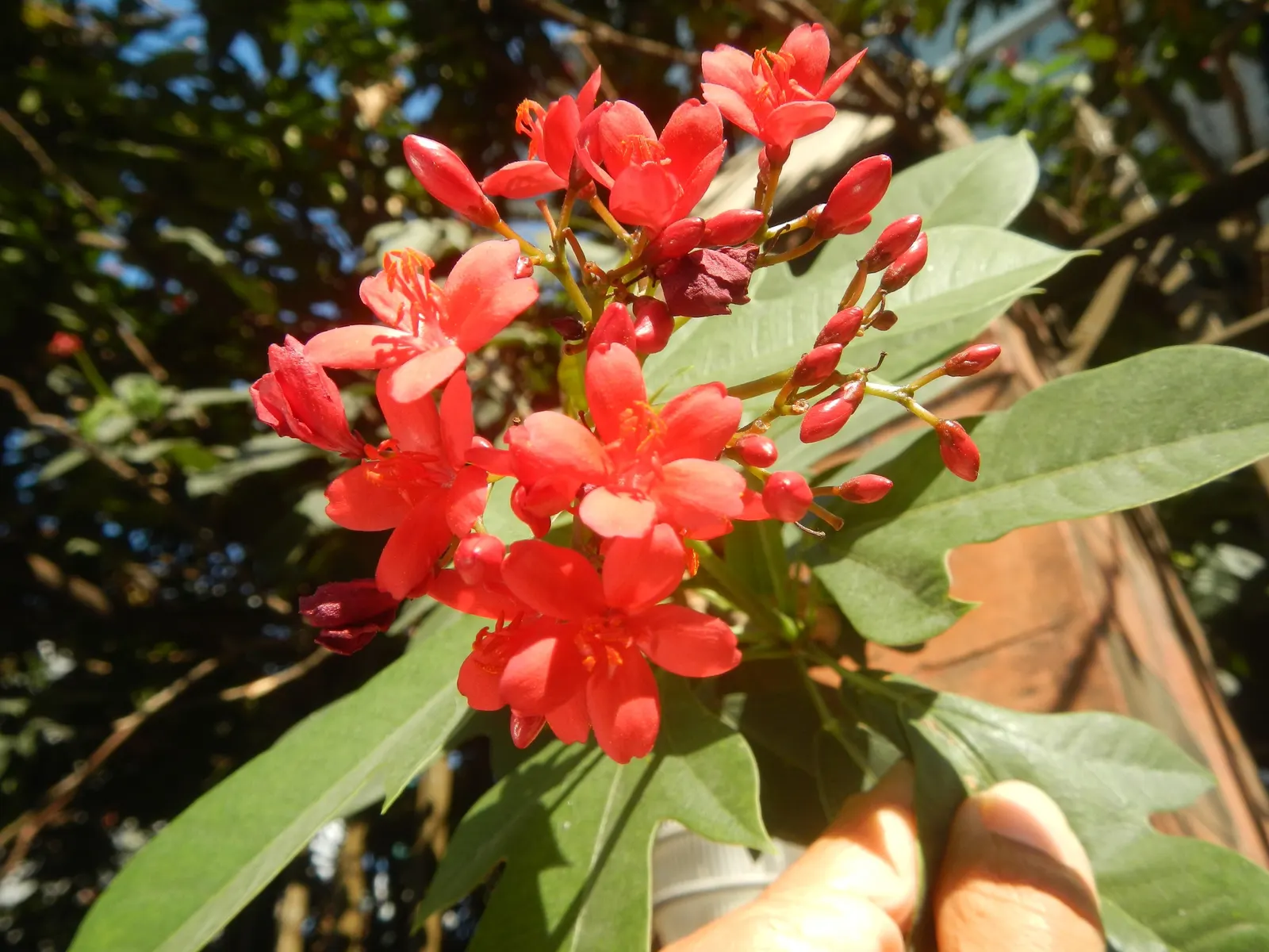 Peregrina (Jatropha Integerrima) — shrub for full; peregrina can serve as a captivating accent plant or hedging specimen within a garden design