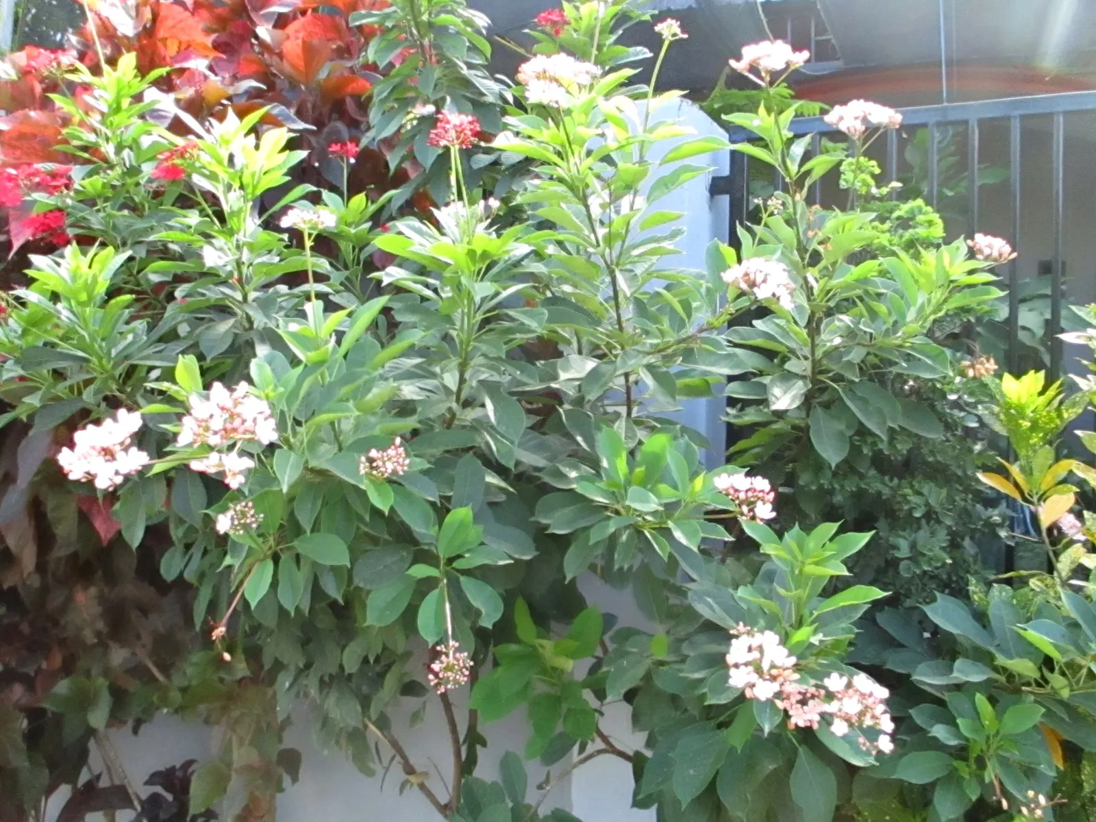 Peregrina (Jatropha Integerrima) — but requires regular watering during its growing seasons for optimal growth and flowering; red flowers in the, image 118