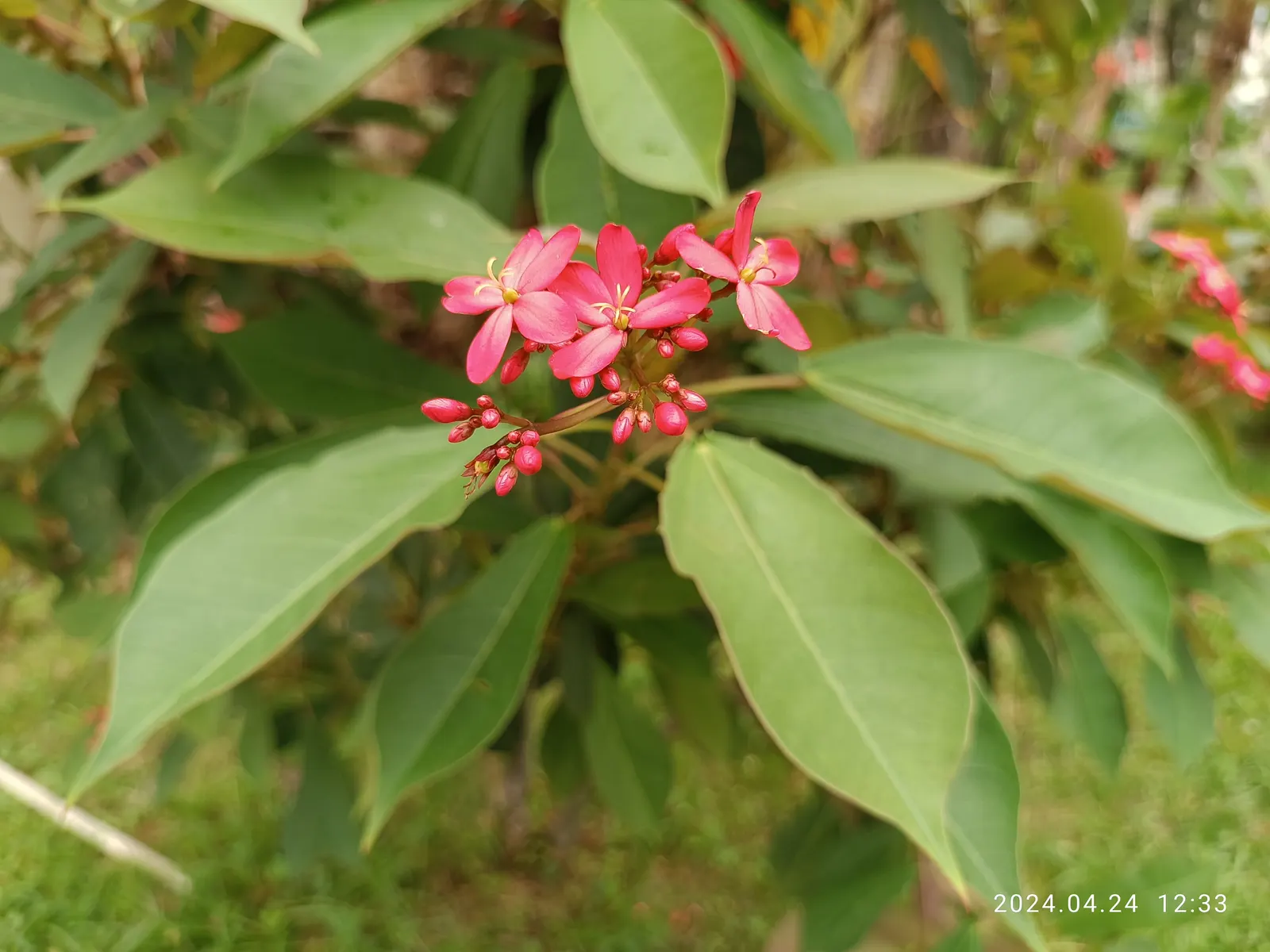 Peregrina (Jatropha Integerrima) — it's essential to note its preference for full sun to partial shade and well-draining soil