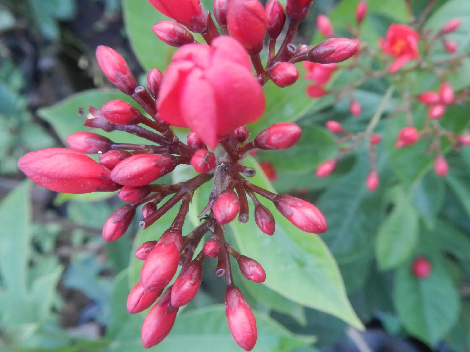 Peregrina (Jatropha Integerrima) — shrub with red blooms; these blooms appear year-round but are especially profuse during the summer months, image 124
