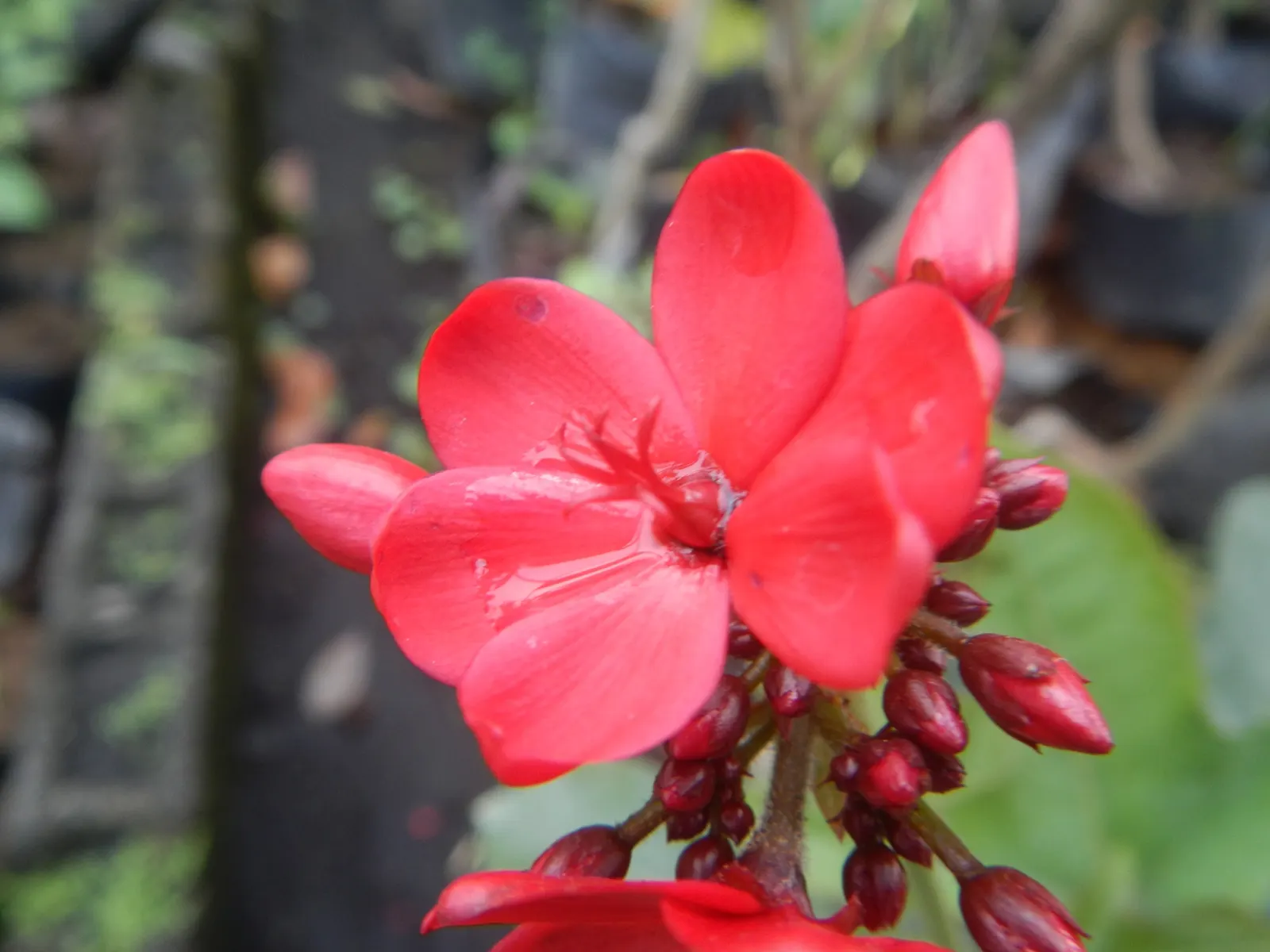 Peregrina (Jatropha Integerrima) — which are lobed or ovate in shape, image 113