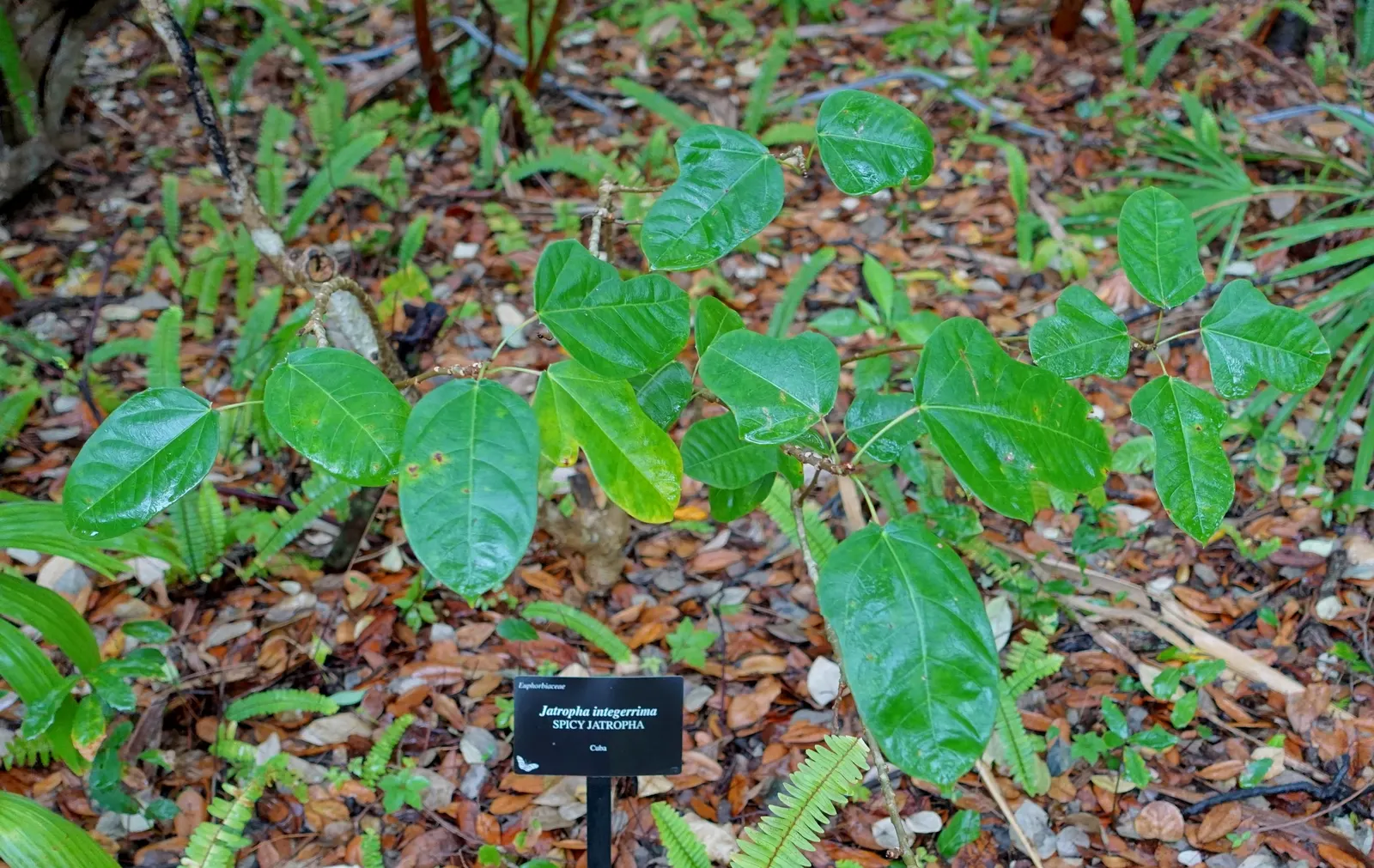 Peregrina (Jatropha Integerrima) — it should be positioned away from areas frequented by pets and children; situate these plants in USDA hardiness, image 146