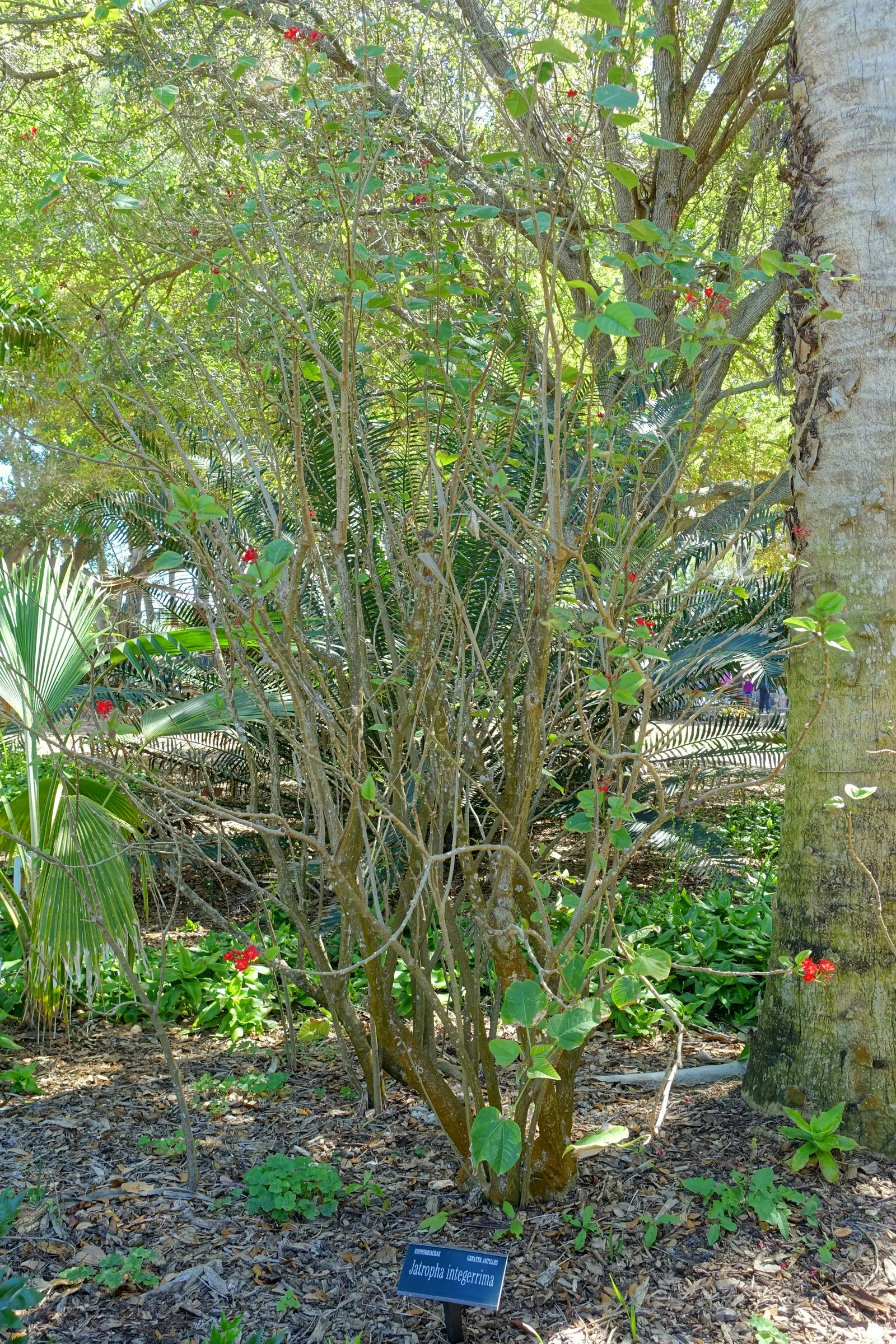 Peregrina (Jatropha Integerrima) — These blooms appear year-round but are especially profuse during the summer months; pointed leaves and clusters, image 90