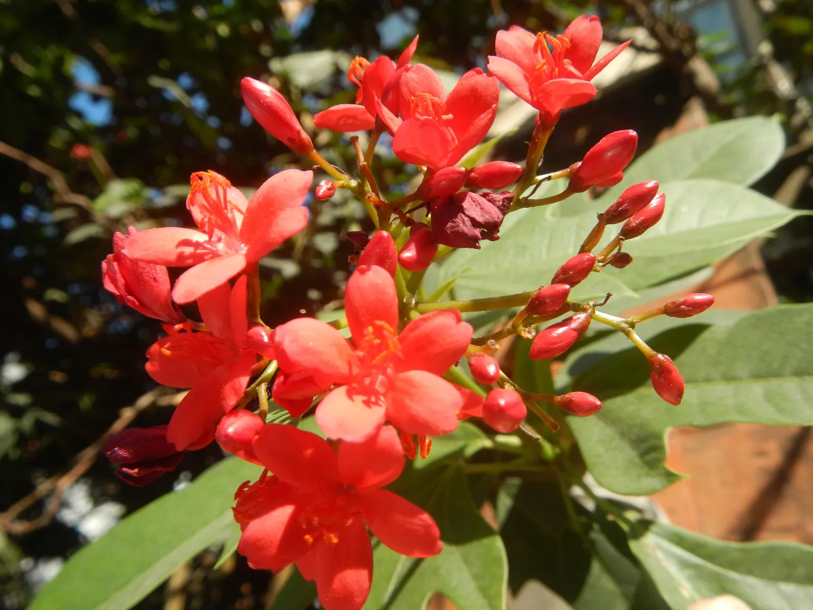 Peregrina (Jatropha Integerrima) — Peregrina (Jatropha integerrima) is a vibrant tropical shrub reaching heights of 5-8 ft; preferring full sun and, image 101