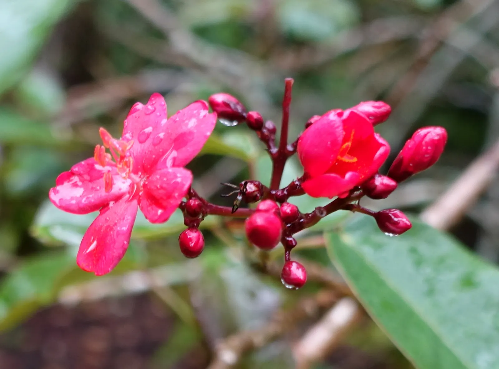 Peregrina (Jatropha Integerrima) — is an evergreen shrub native to Cuba and the West Indies; it should be positioned away from areas frequented by, image 57