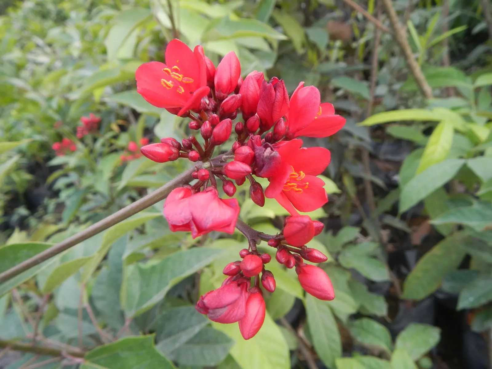 Peregrina (Jatropha Integerrima) — which are lobed or ovate in shape, image 138