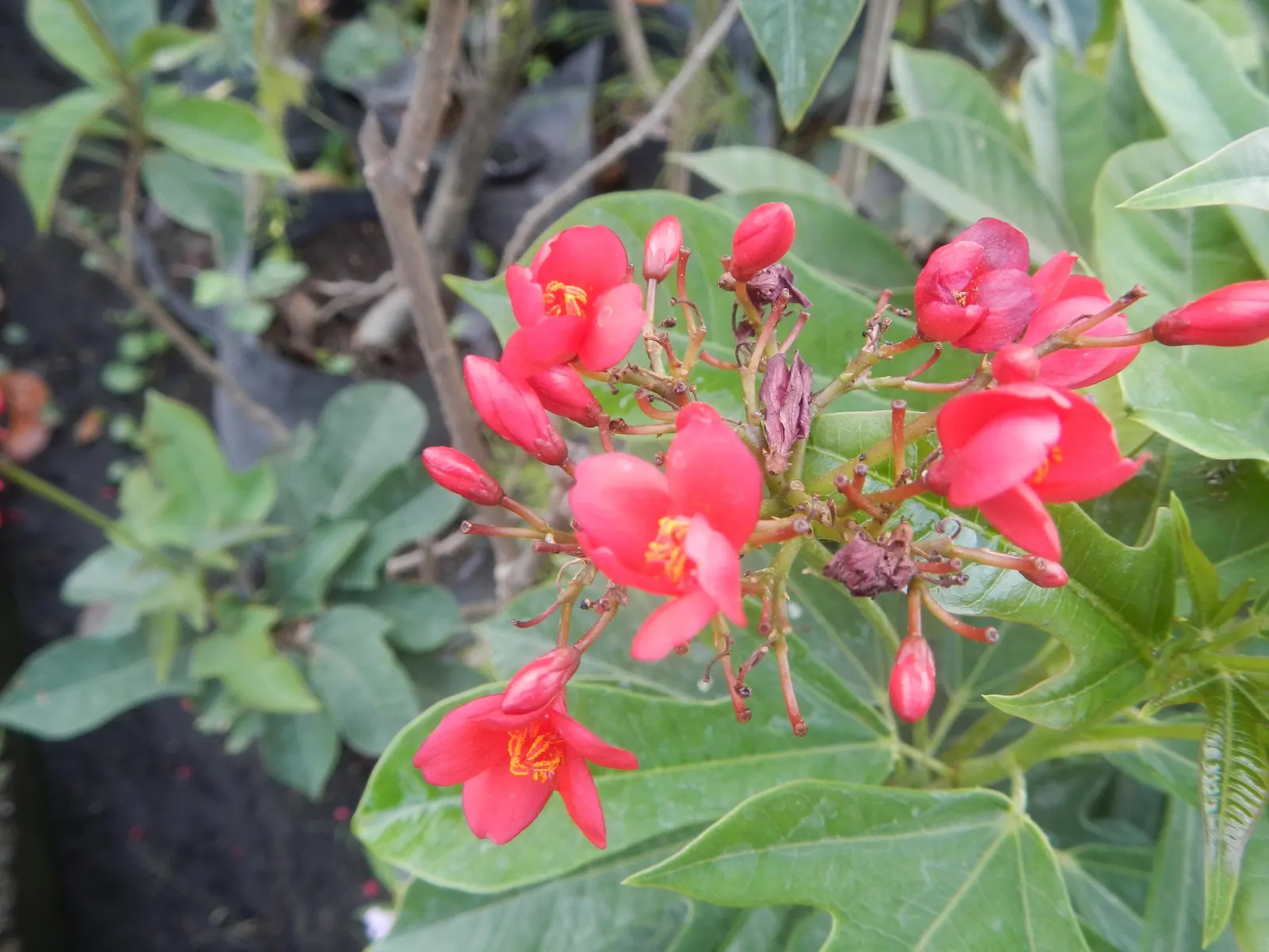 Peregrina (Jatropha Integerrima) — it blooms year-round in warm climates; but requires regular watering during its growing seasons for optimal, image 78