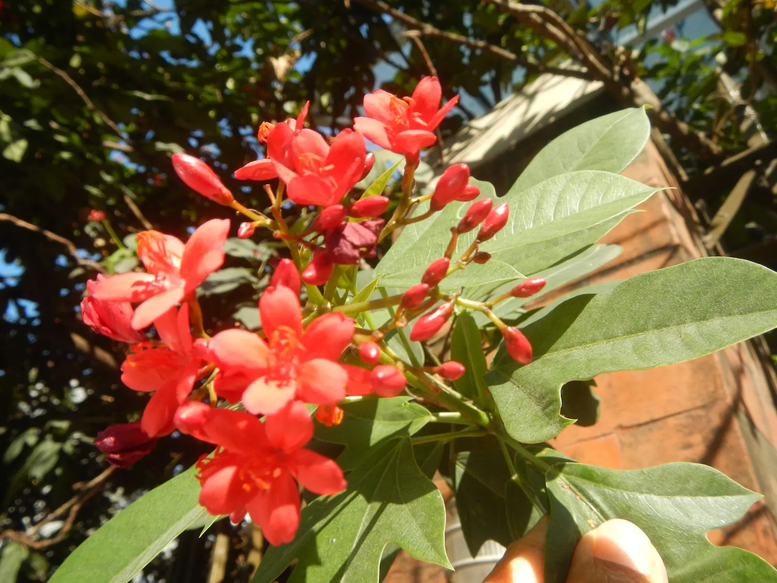 Peregrina (Jatropha Integerrima) — renowned for its vibrant floral display and its ease of care; it blooms year-round in warm climates, image 58